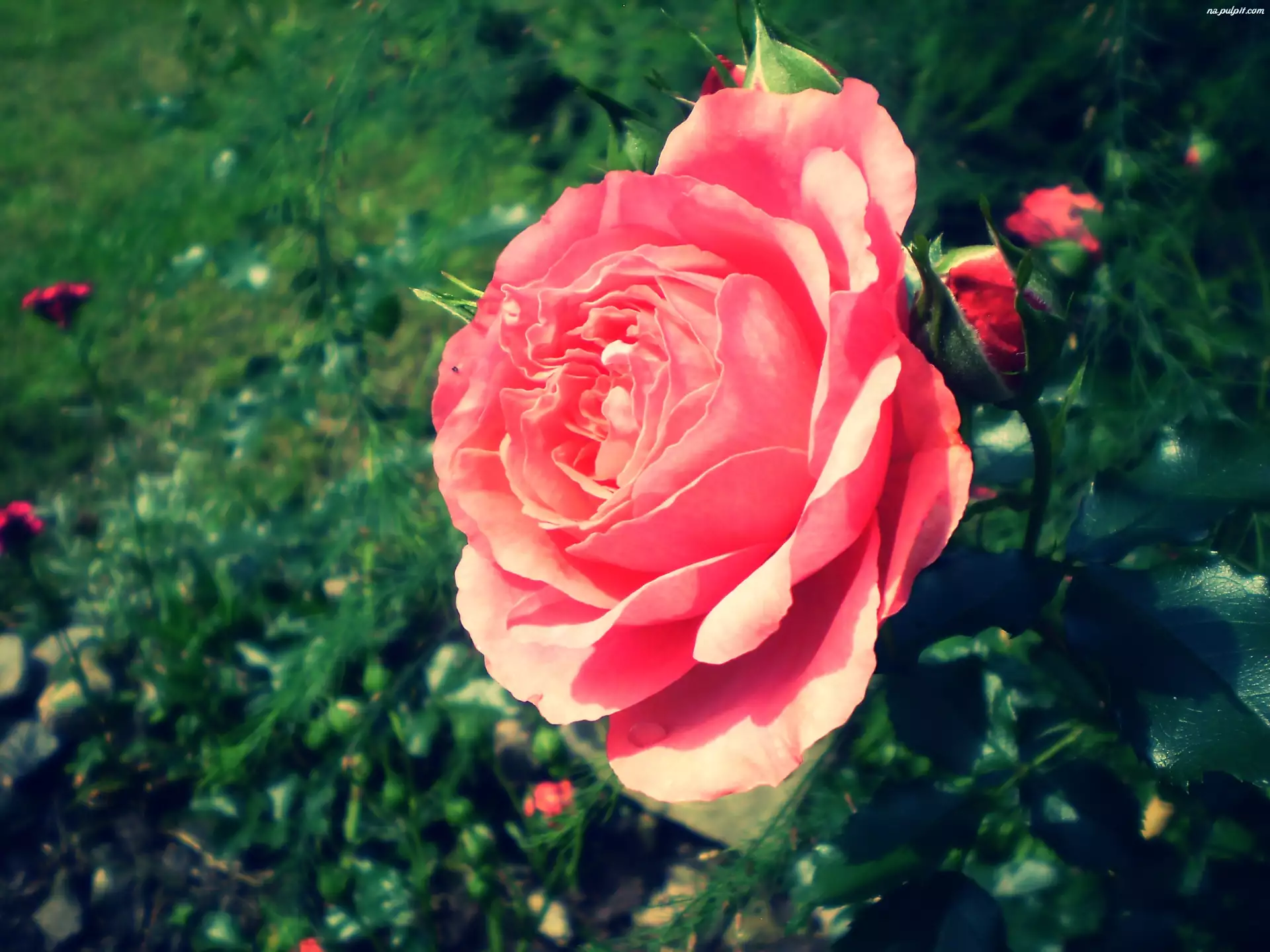 Róż, Krzew