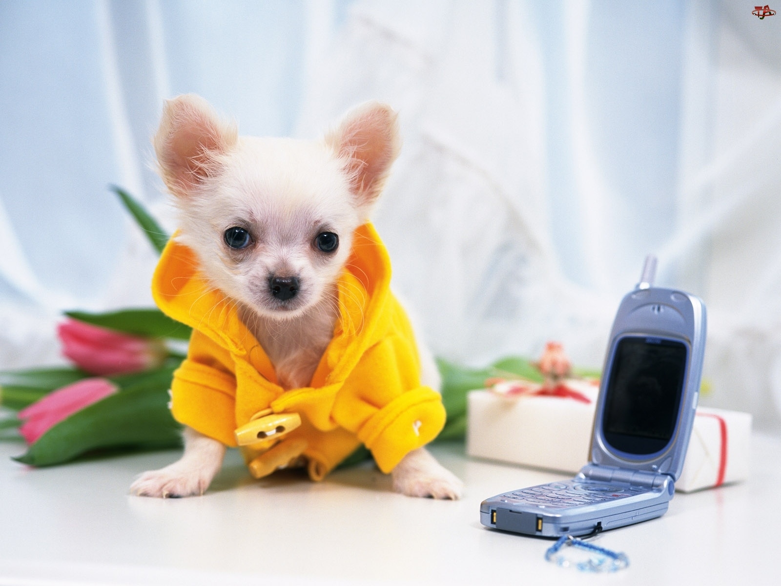 Szczeniak, Chihuahua, Telefon, Komórkowy