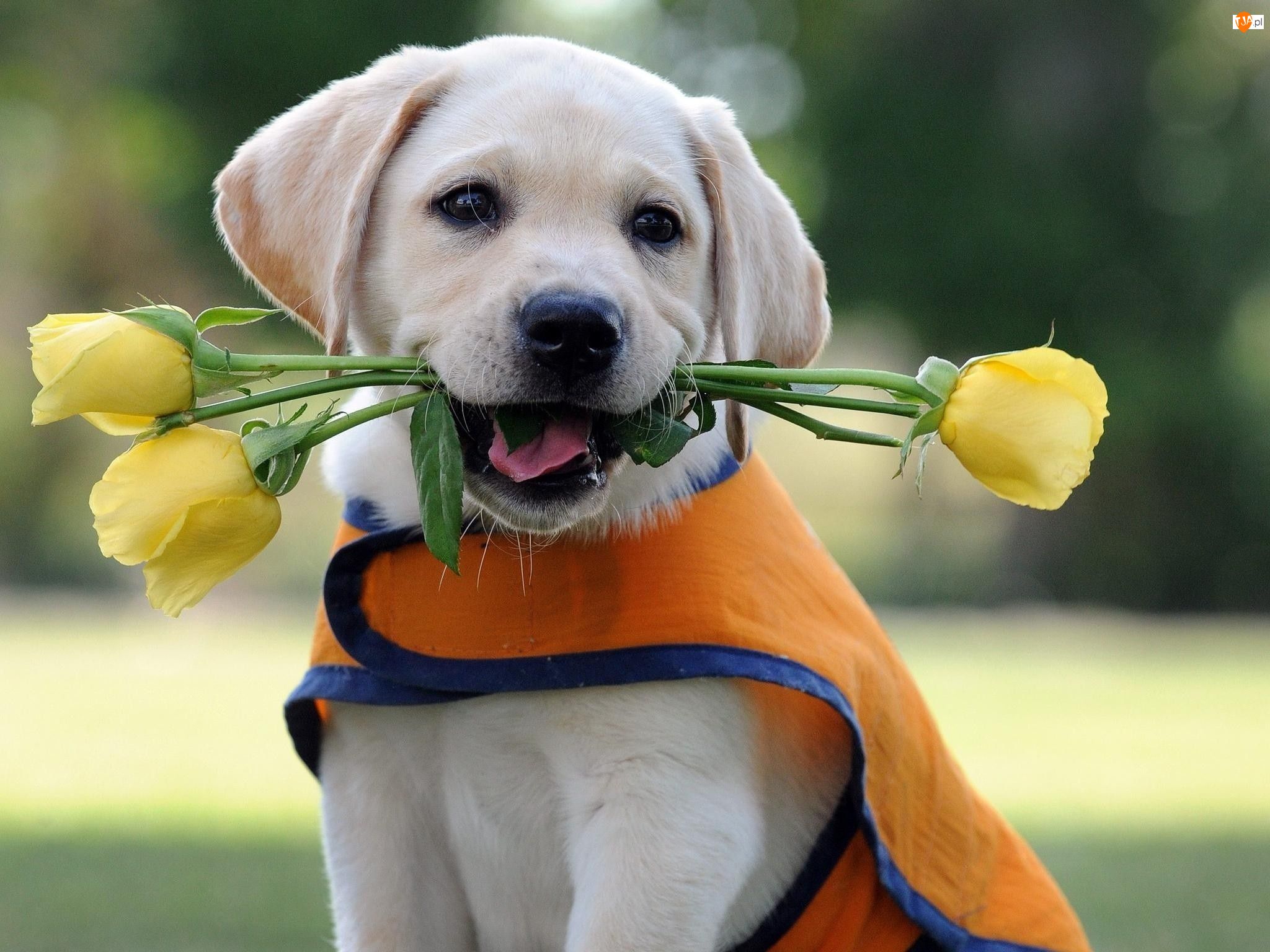 Labrador Retriever, Psiak, Kwiaty