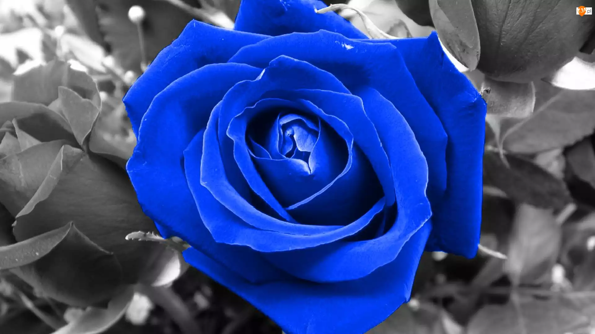 Róża
, Niebieska