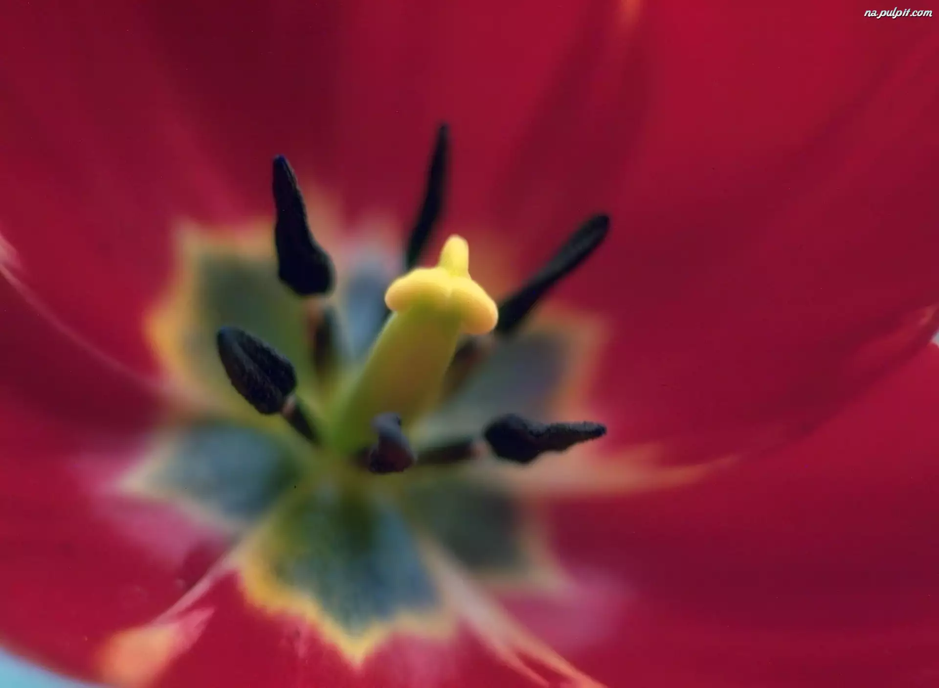 Tulipana, Środek, Czerwonego