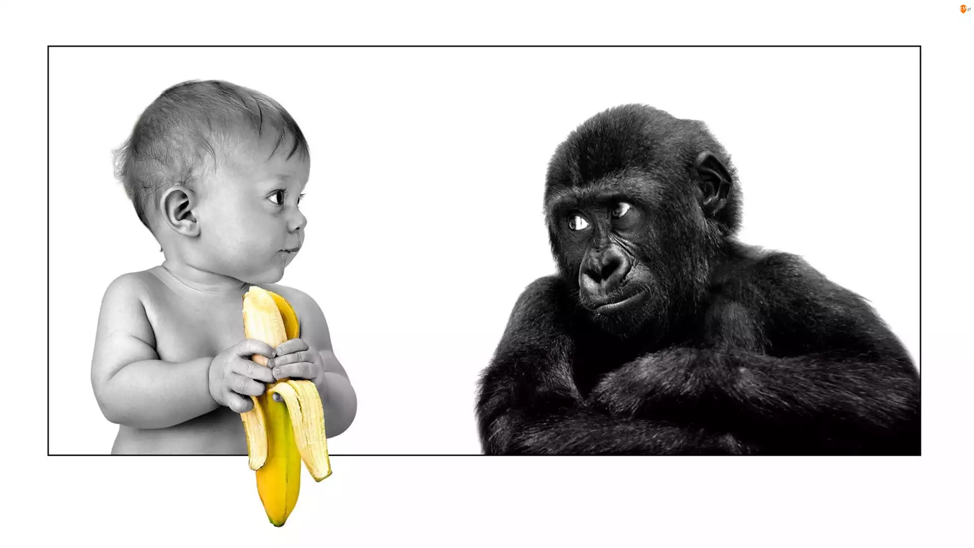Banan, Dziecko, Małpa