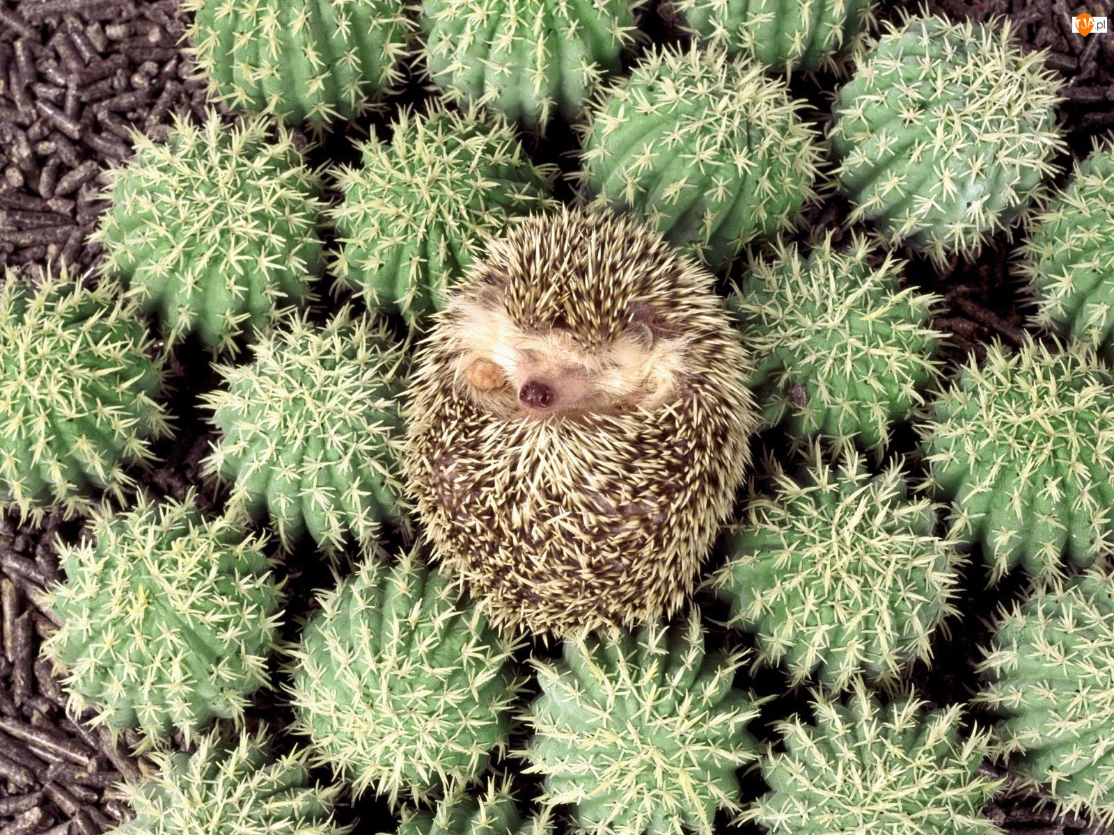 Jeżyk, Kaktusy