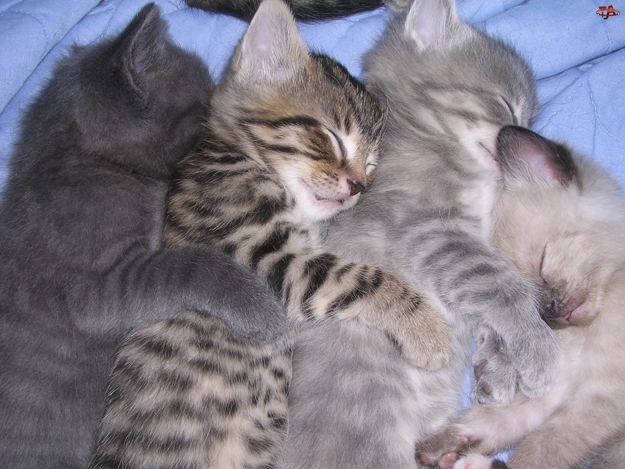 Kotki, Cztery, Śpiące