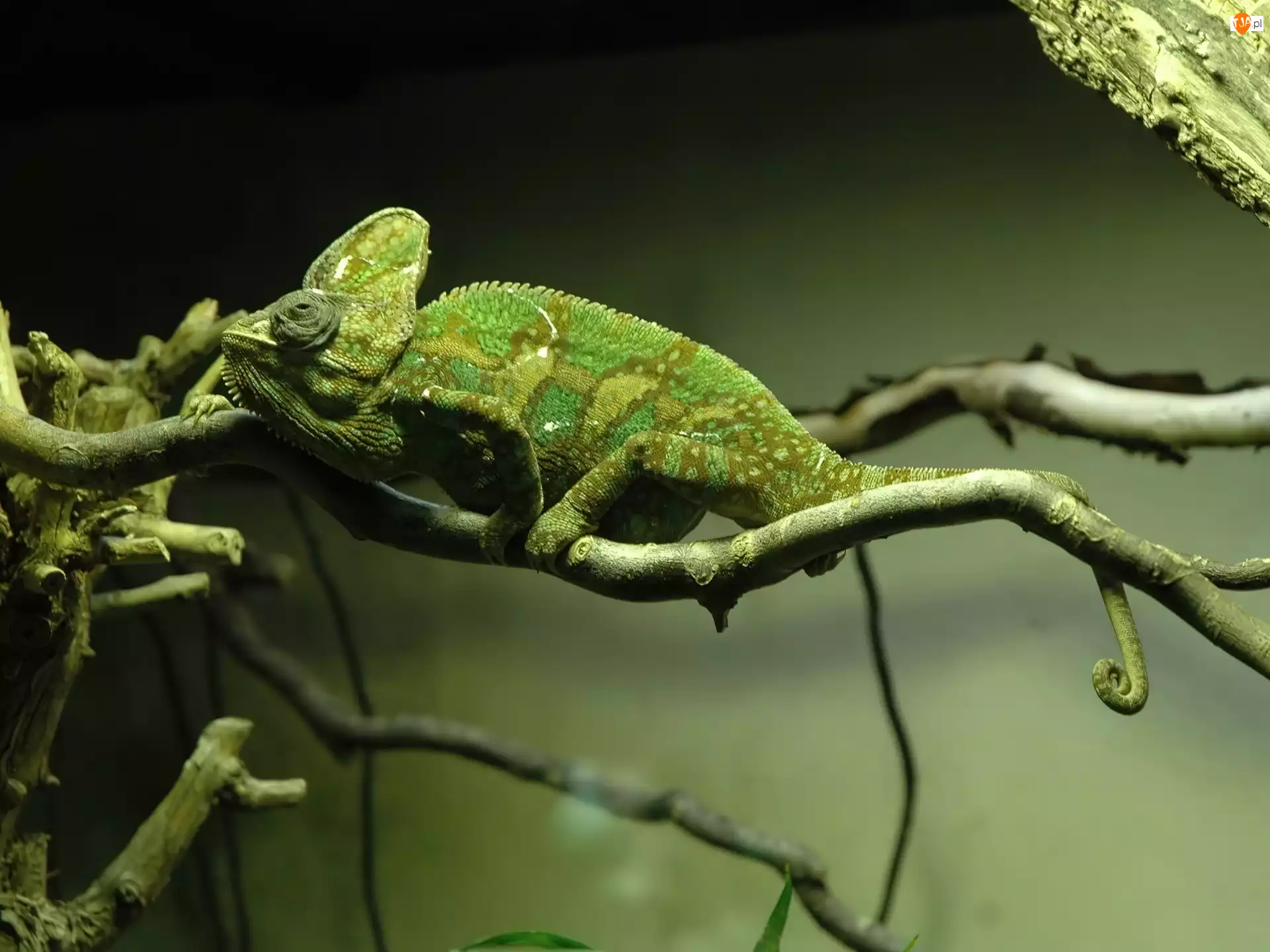 Odpoczynek, Kameleon