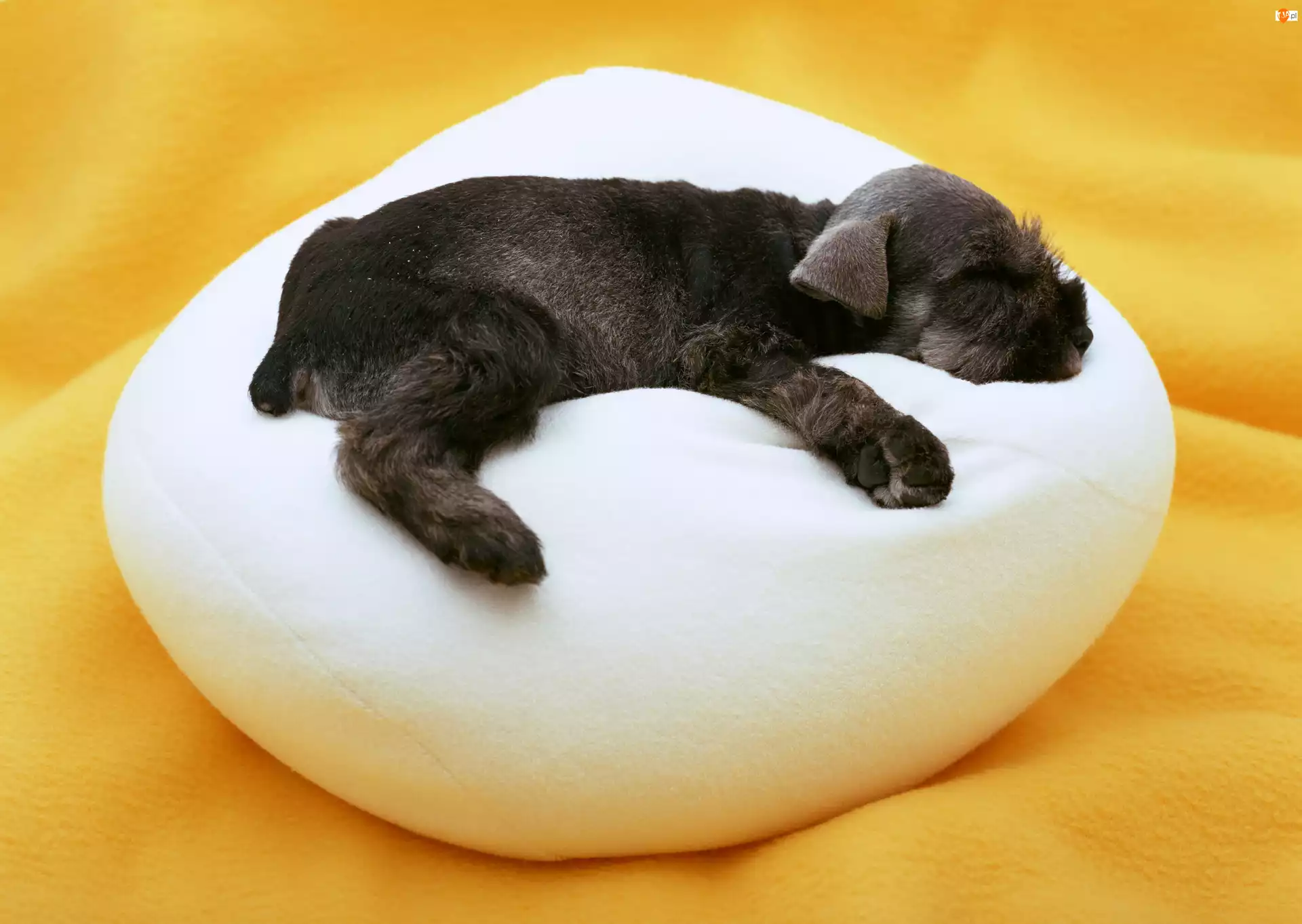 Śpiący, Sznaucer miniaturowy, Pies, Poduszka
