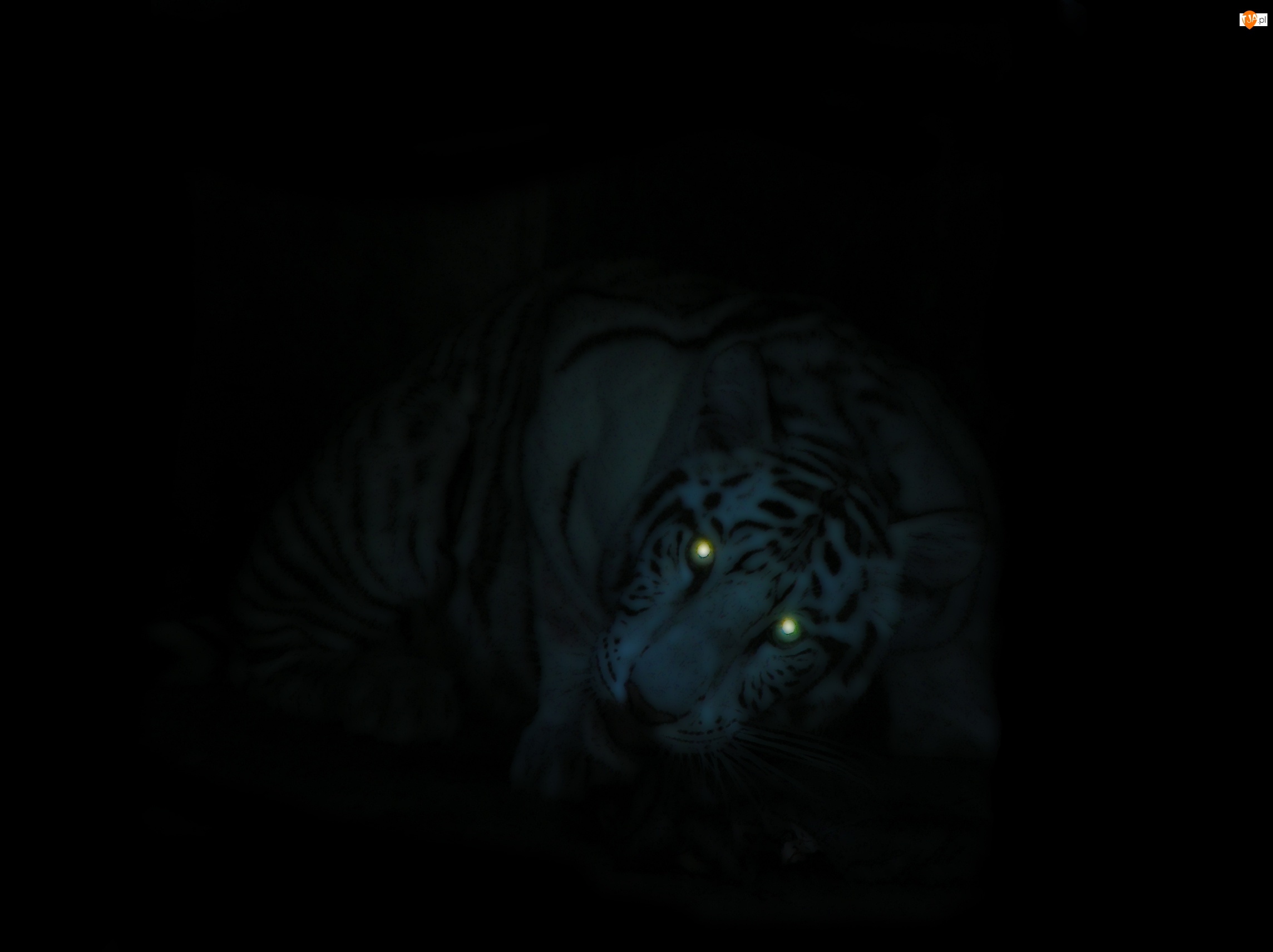 Oczy, Tygrys, Świecące