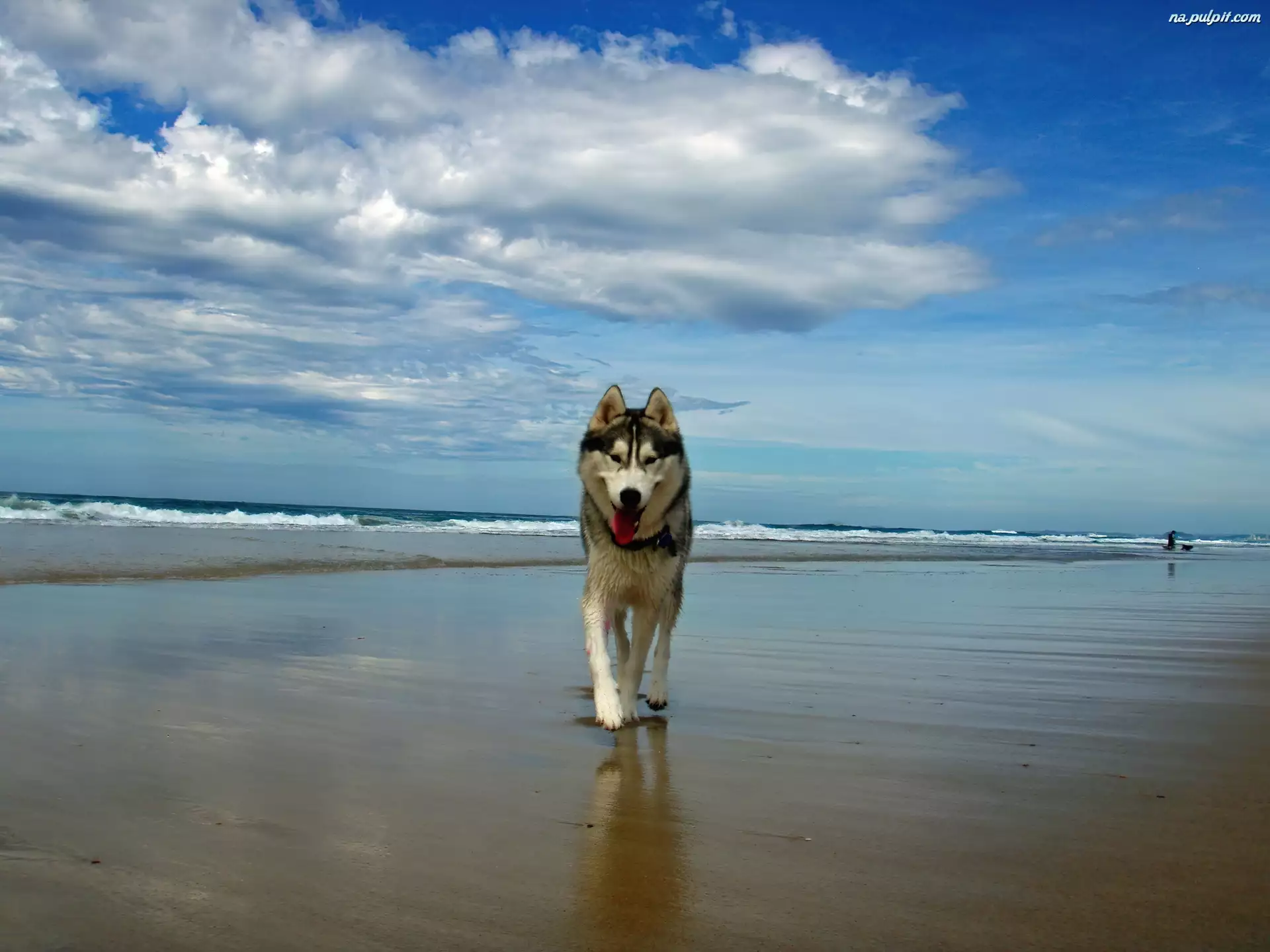 Morze, Pies, Plaża