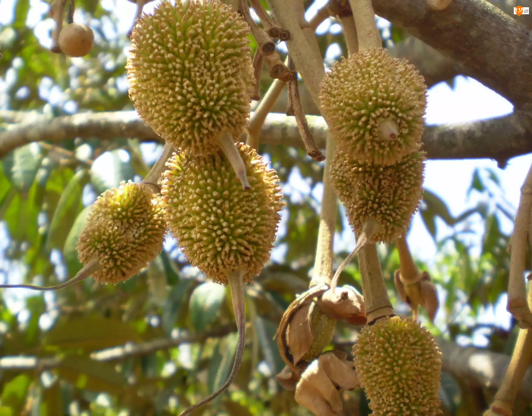 Durian, Drzewo
