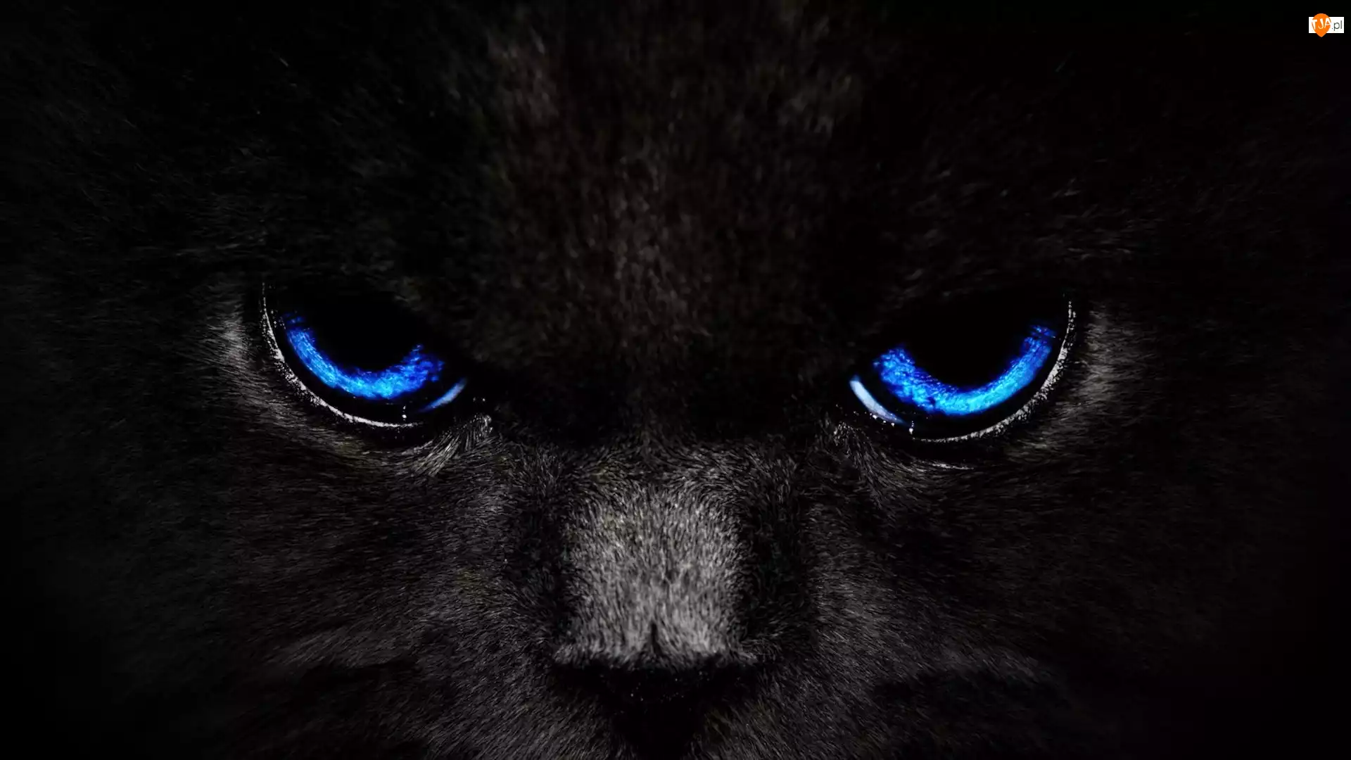 Oczy, Czarny, Kot, Niebieskie