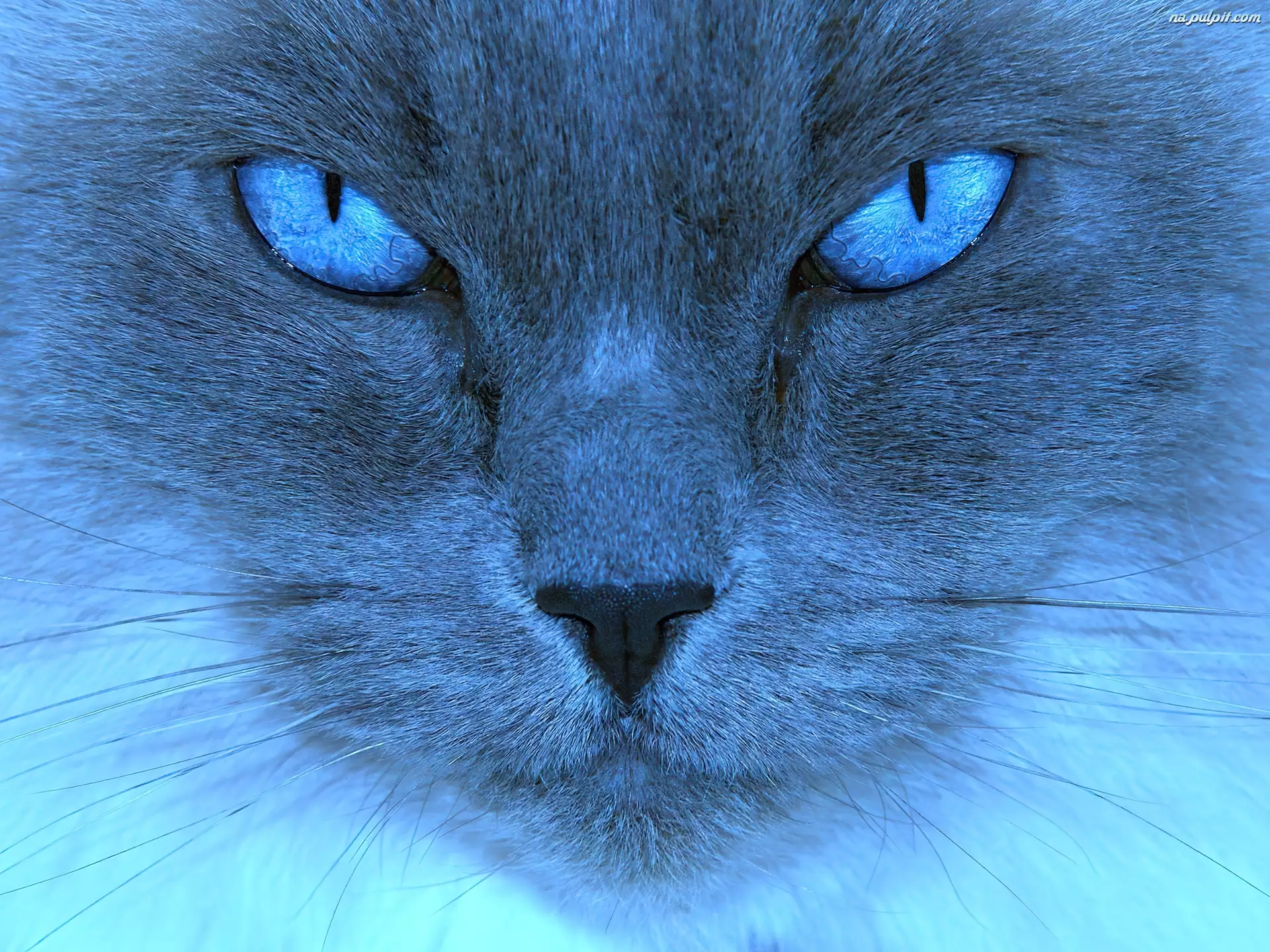 Oczy, Niebieski, Kot