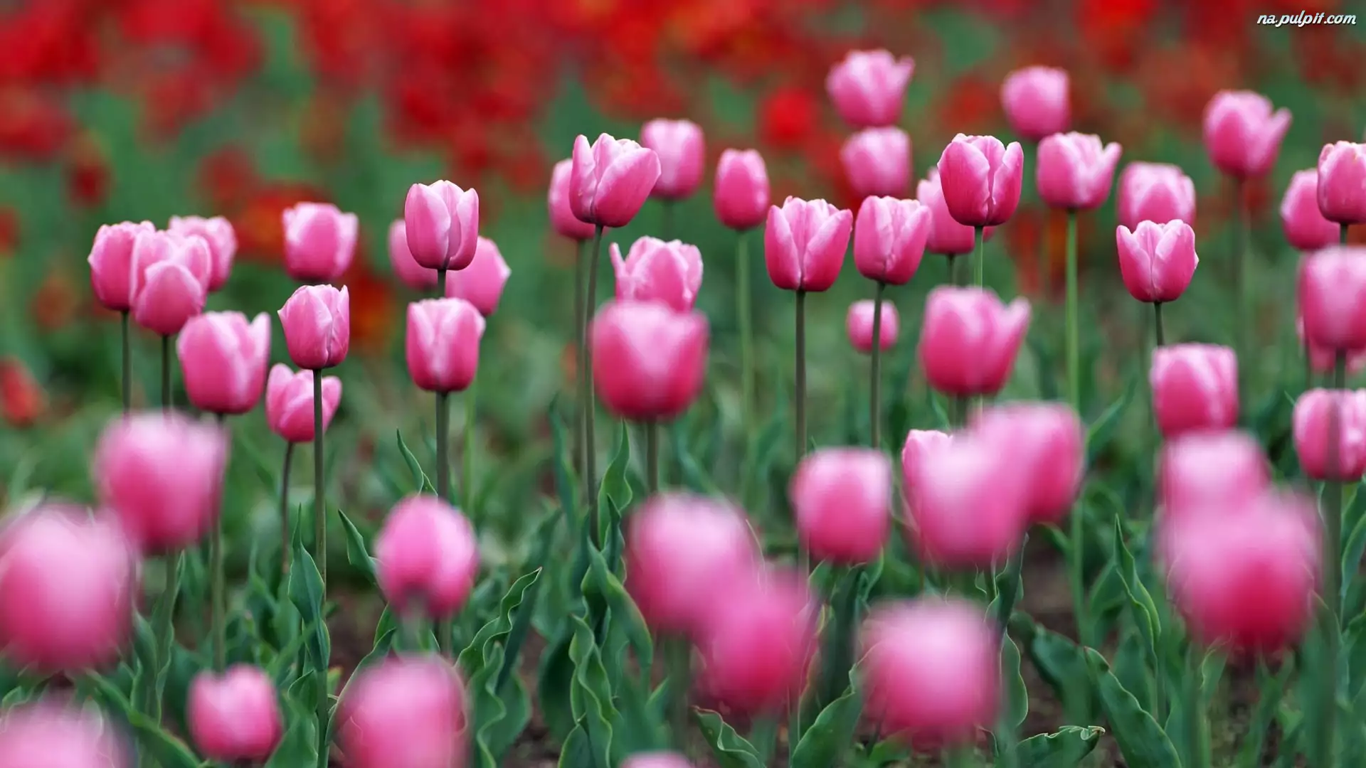 Tulipany, Łąka, Różowe