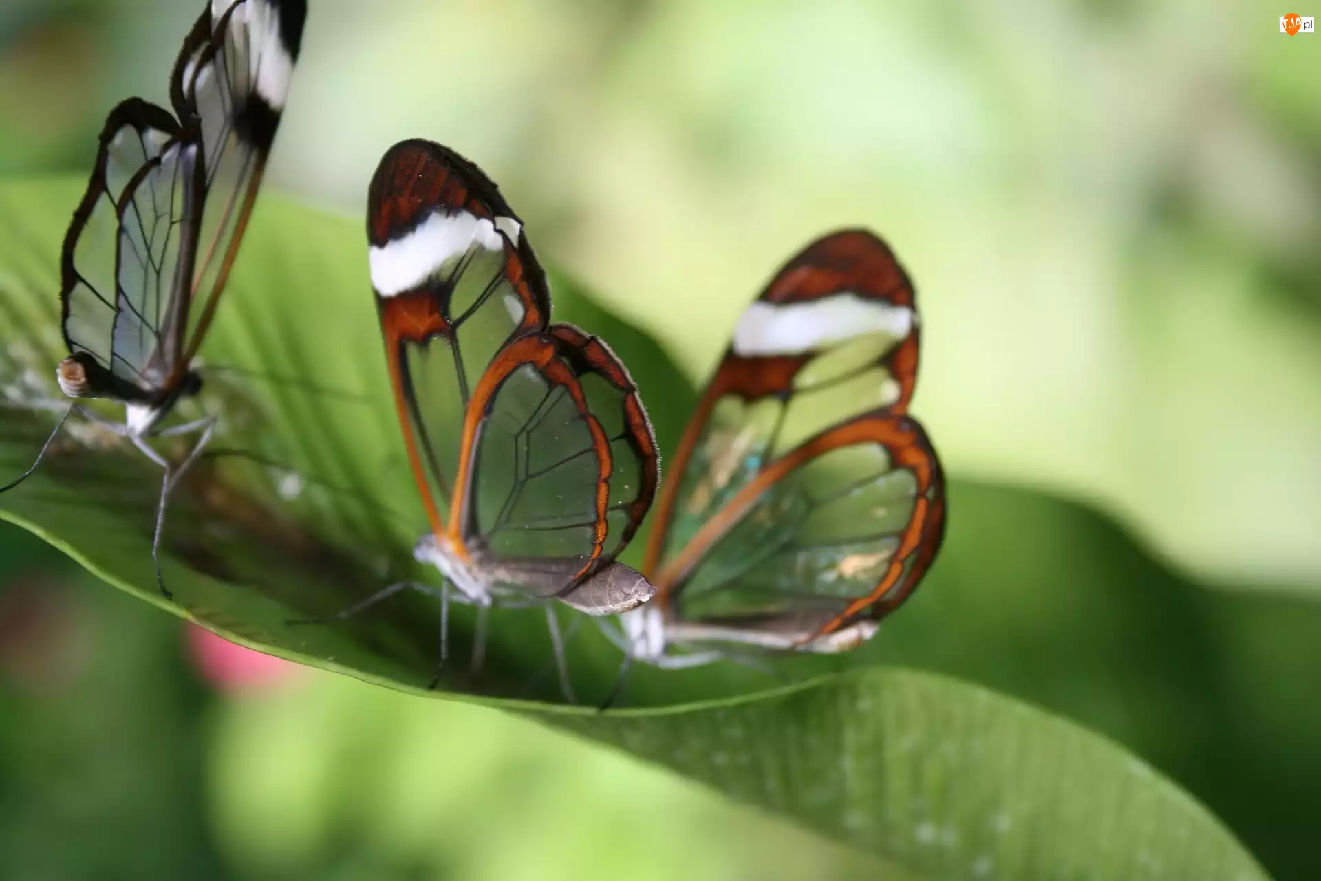 Motyle, Liście, Glass, Wings Zielone