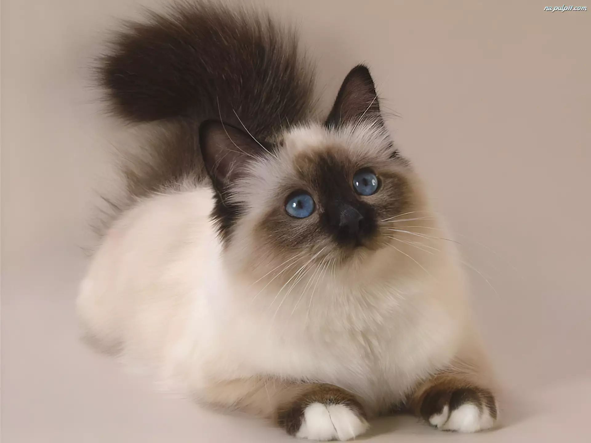 Oczy, Kot syjamski, Niebieskie