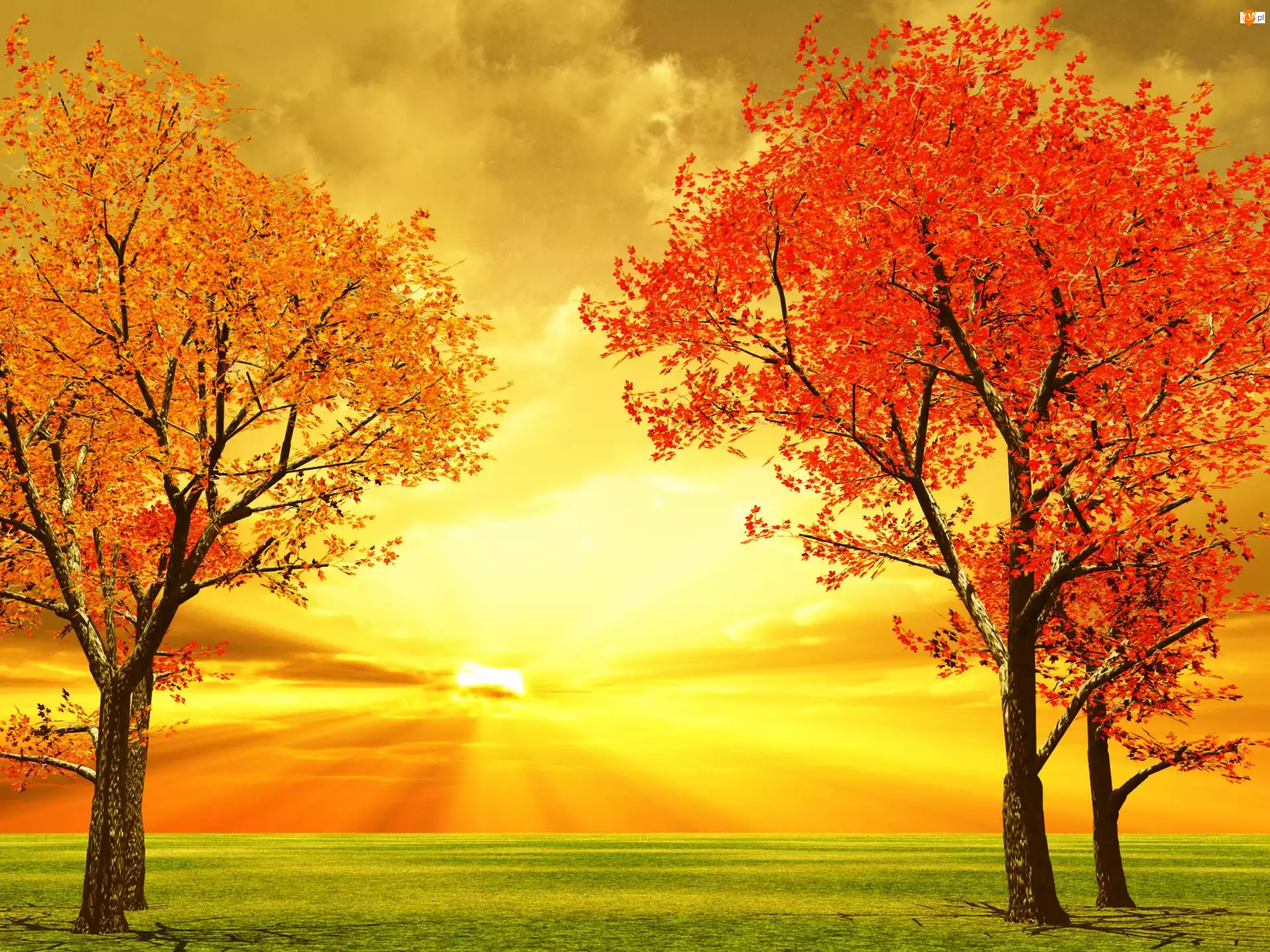 Jesień, Drzewa, Zachód, Słońca