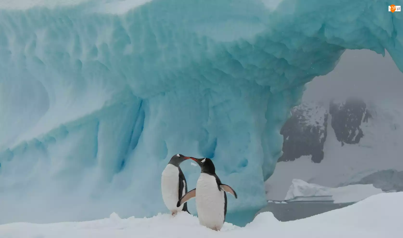 Antarktyka, Dwa, Pingwiny, Aiceberg