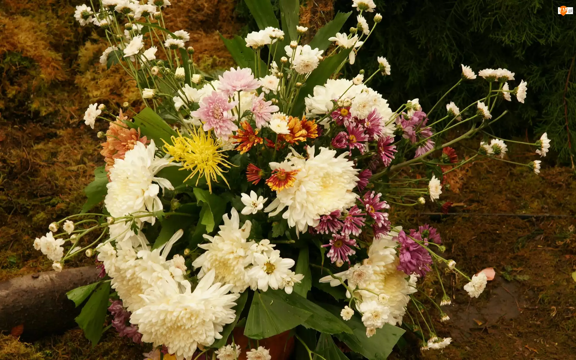 Kwiatków, Bukiet, Różnych