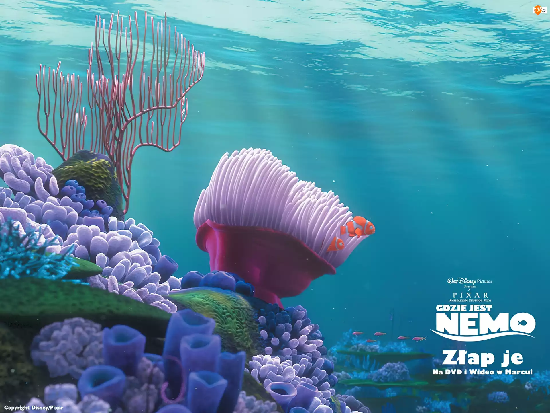 Gdzie Jest Nemo, rafa, dno