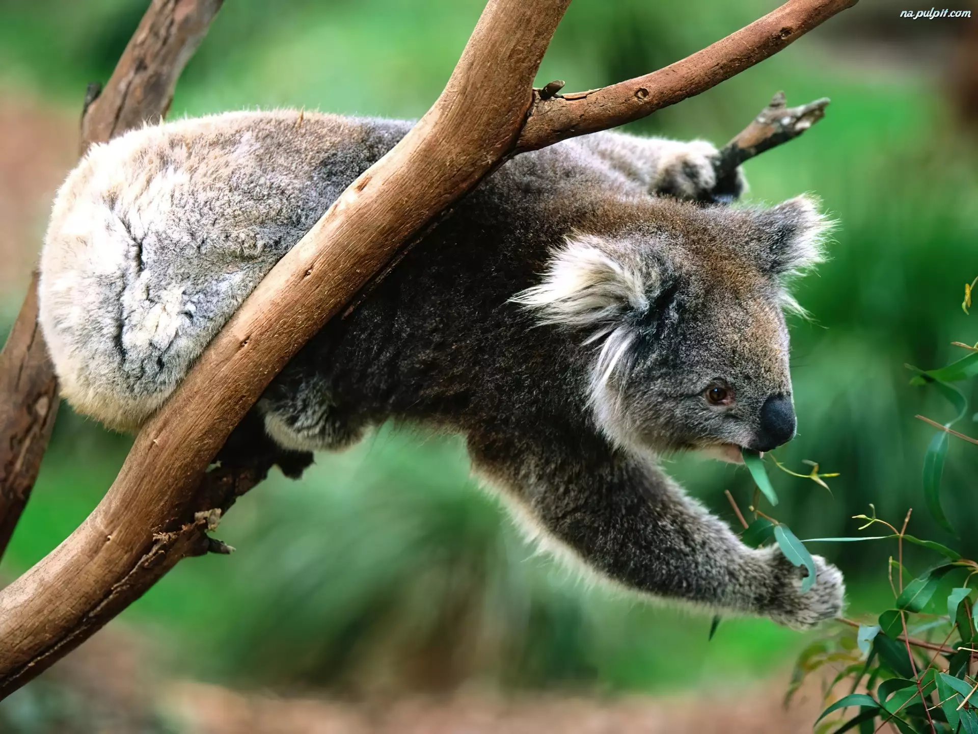 Eukaliptus, Miś, Koala, Pożywienie