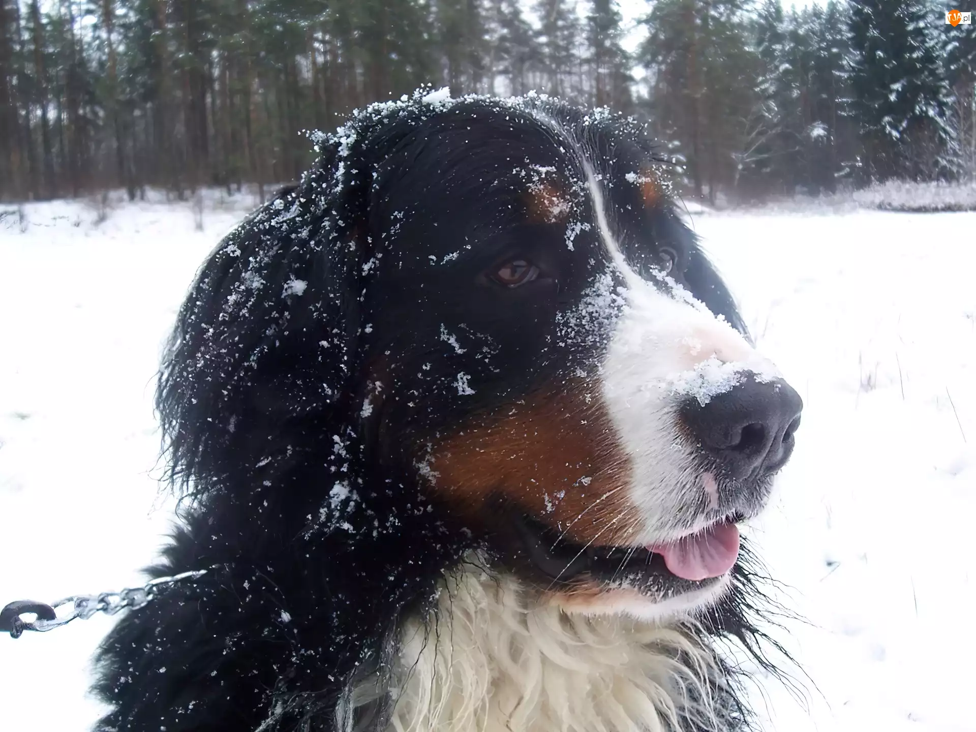 Berneński pies pasterski, śnieg