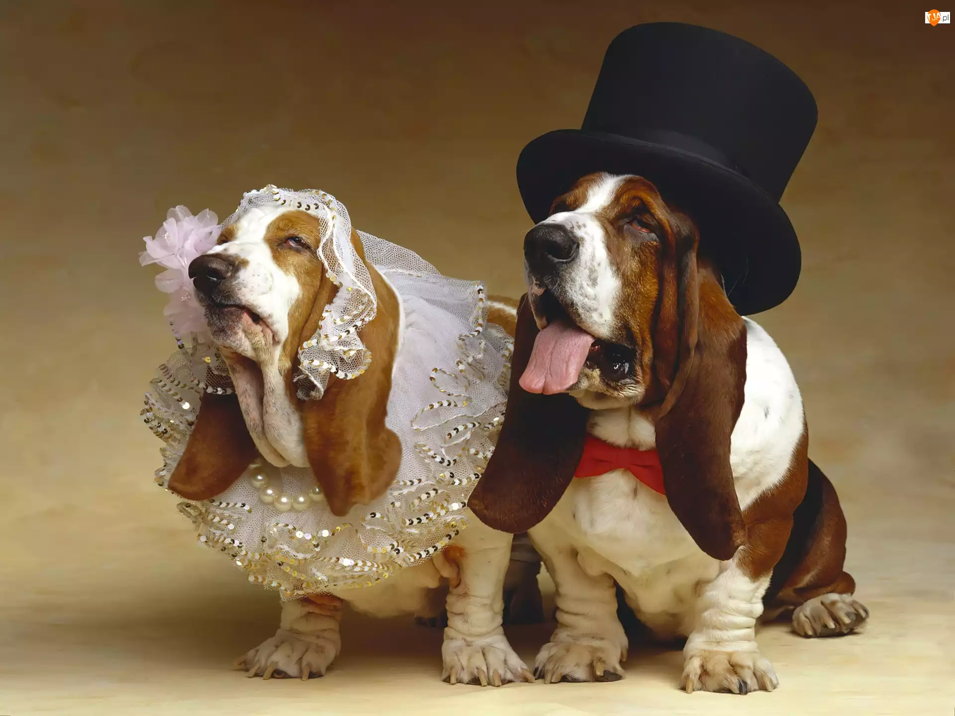Małżeństwo 


, Psy, Bassety