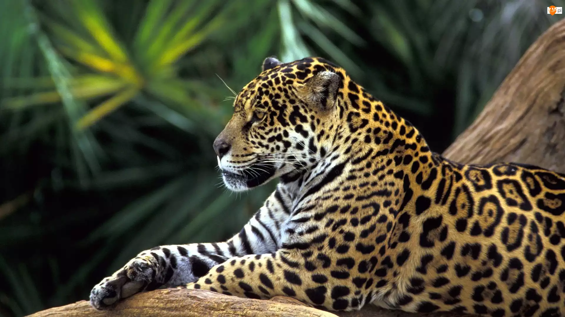 Jaguar, Odpoczynek, Drzewo, Łapa