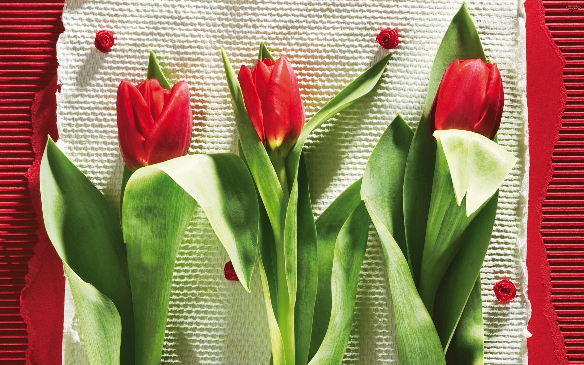 Tulipany, Kompozycja, Kwiaty