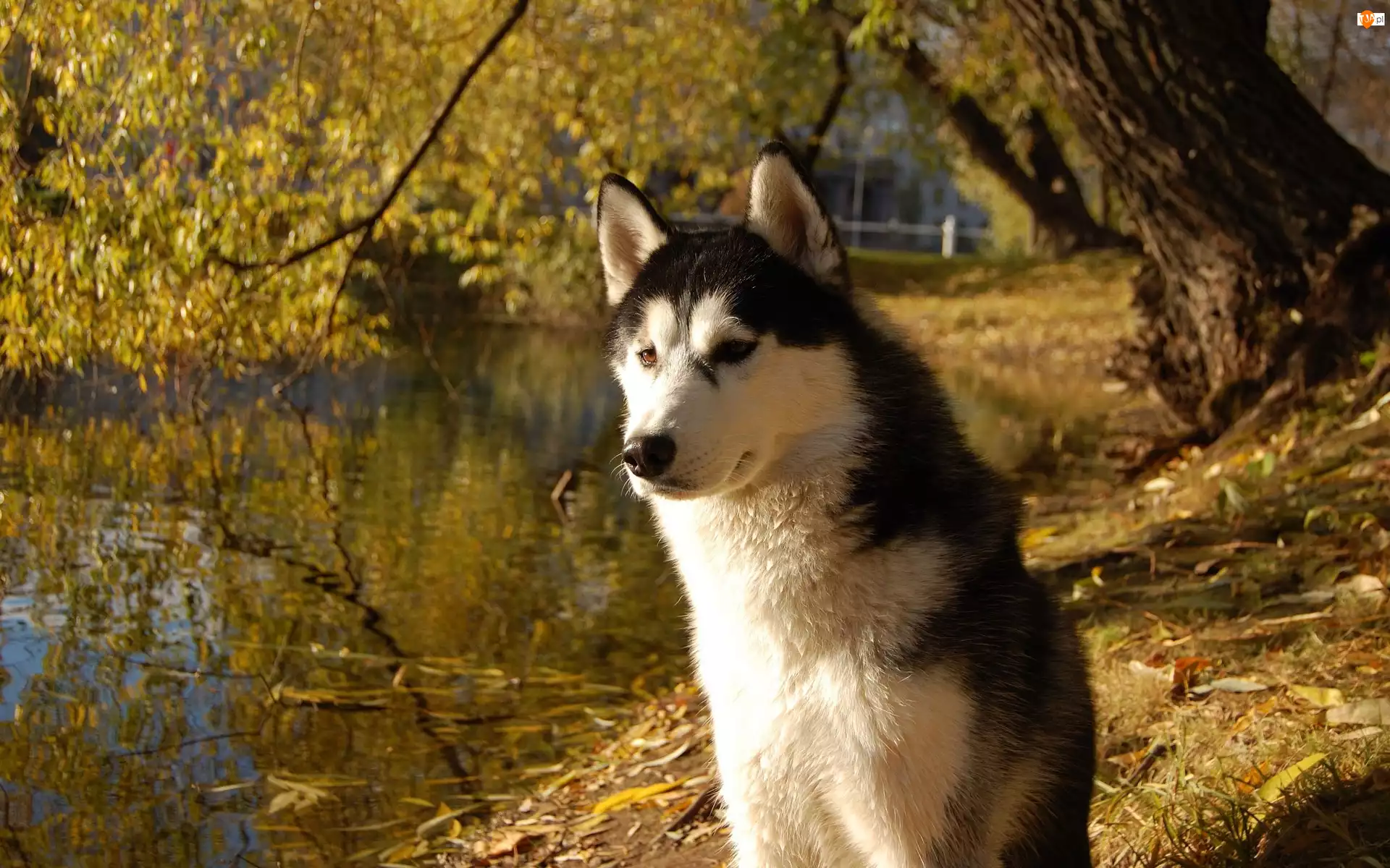Woda, Siberian Husky