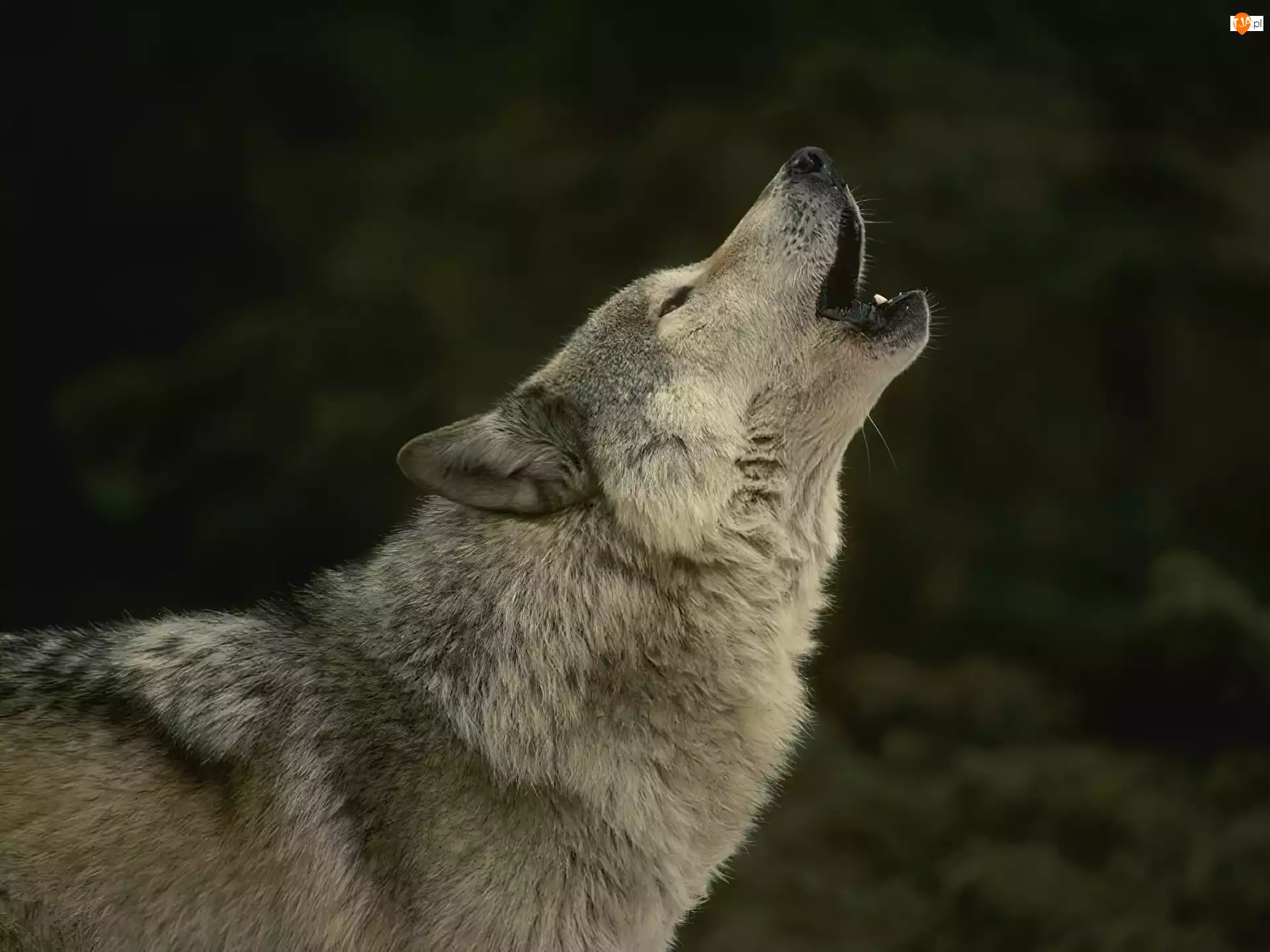 Wilk, Wyjący