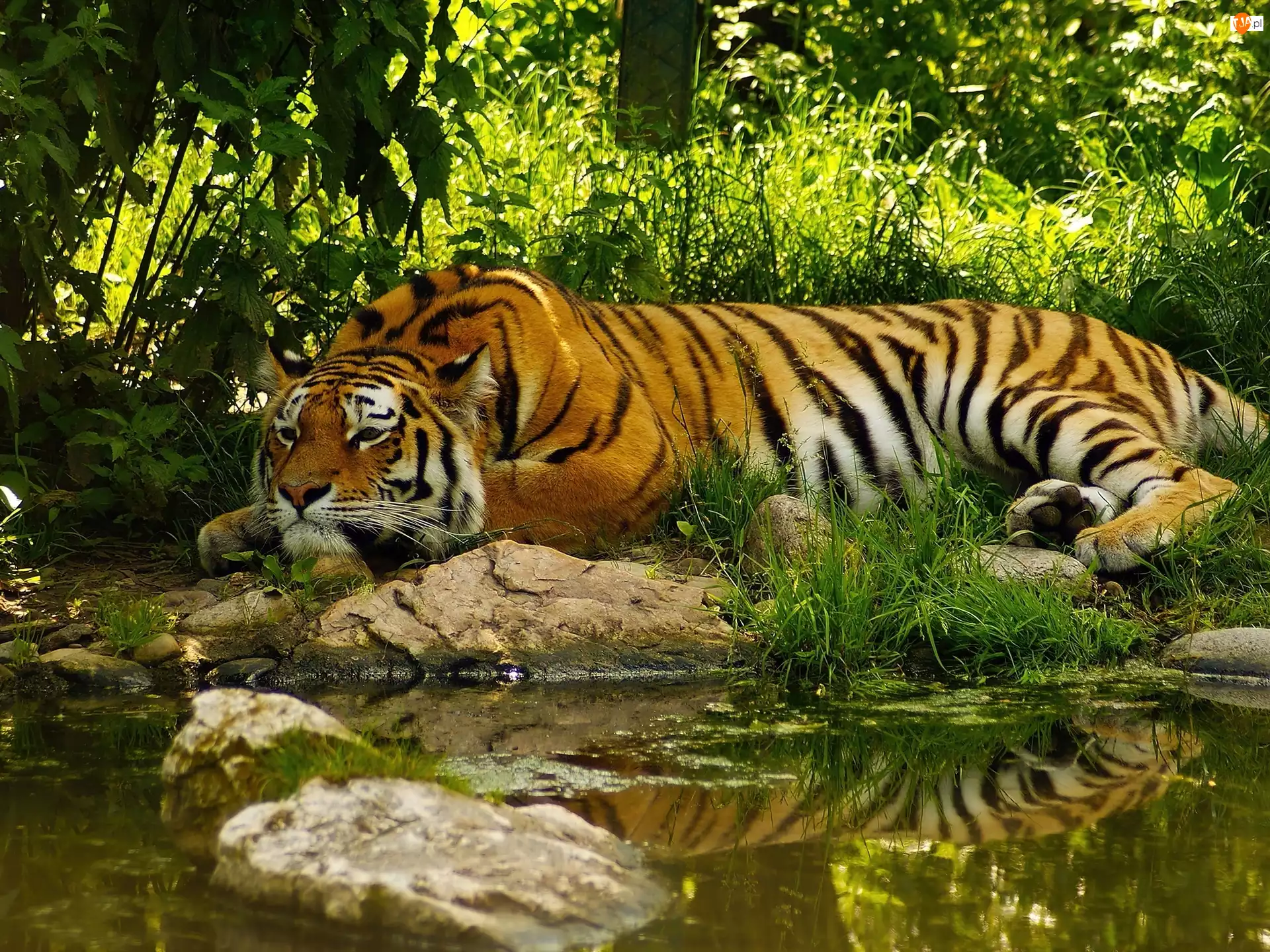Rzeka, Leżący, Tygrys