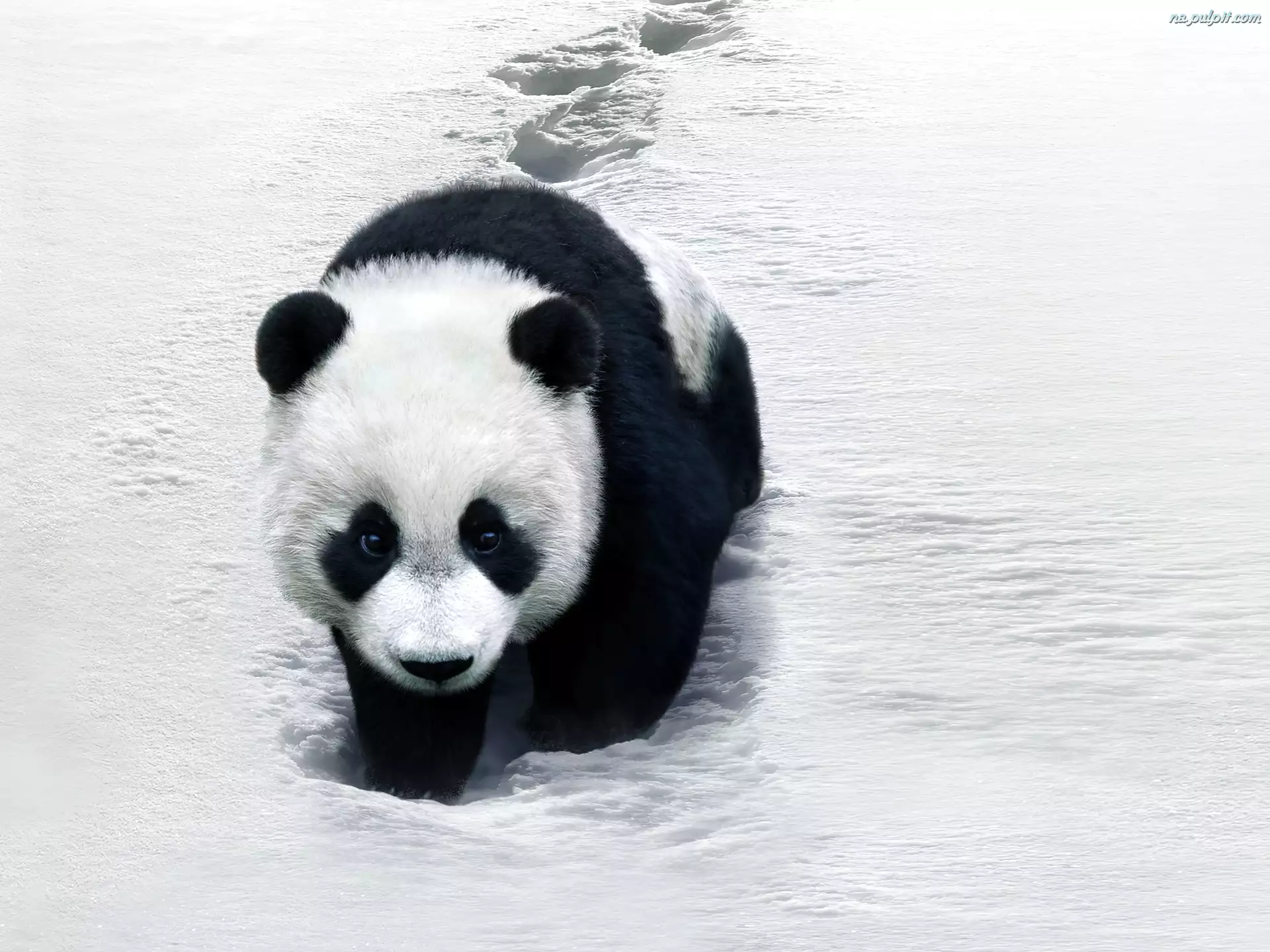 Zima, Panda, Śnieg