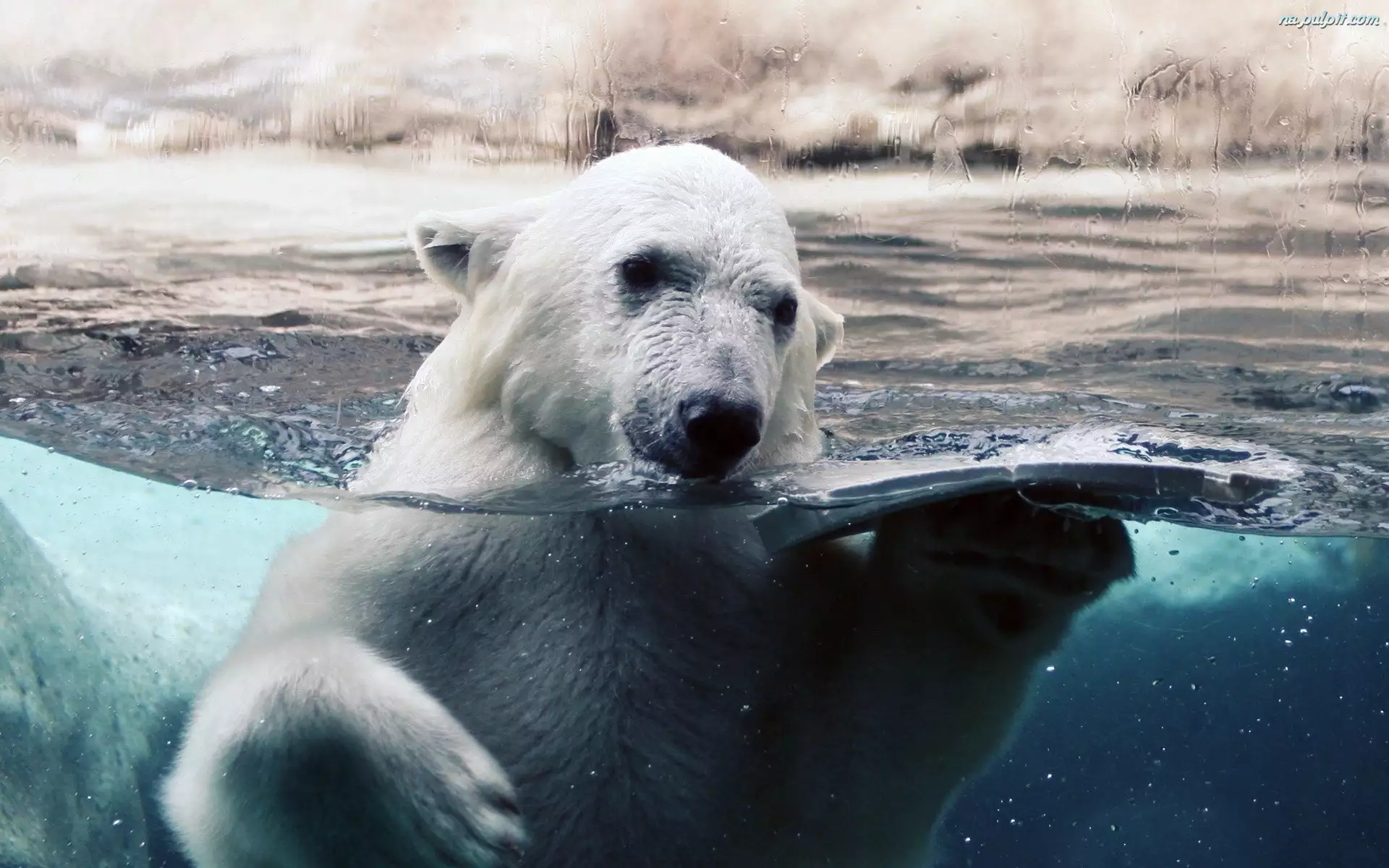 Kąpiel, Niedźwiedź, Polarny