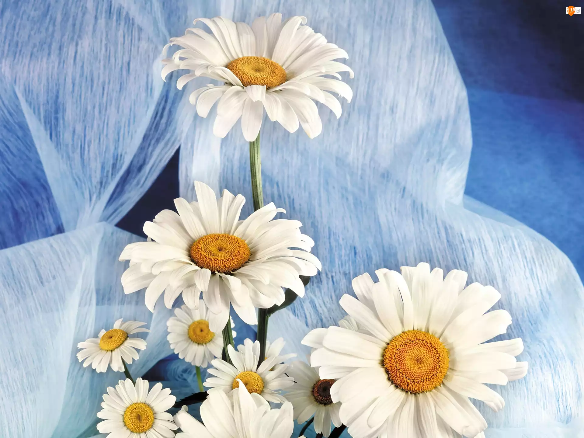 Tkanina, Białe, Niebieska, Kwiaty