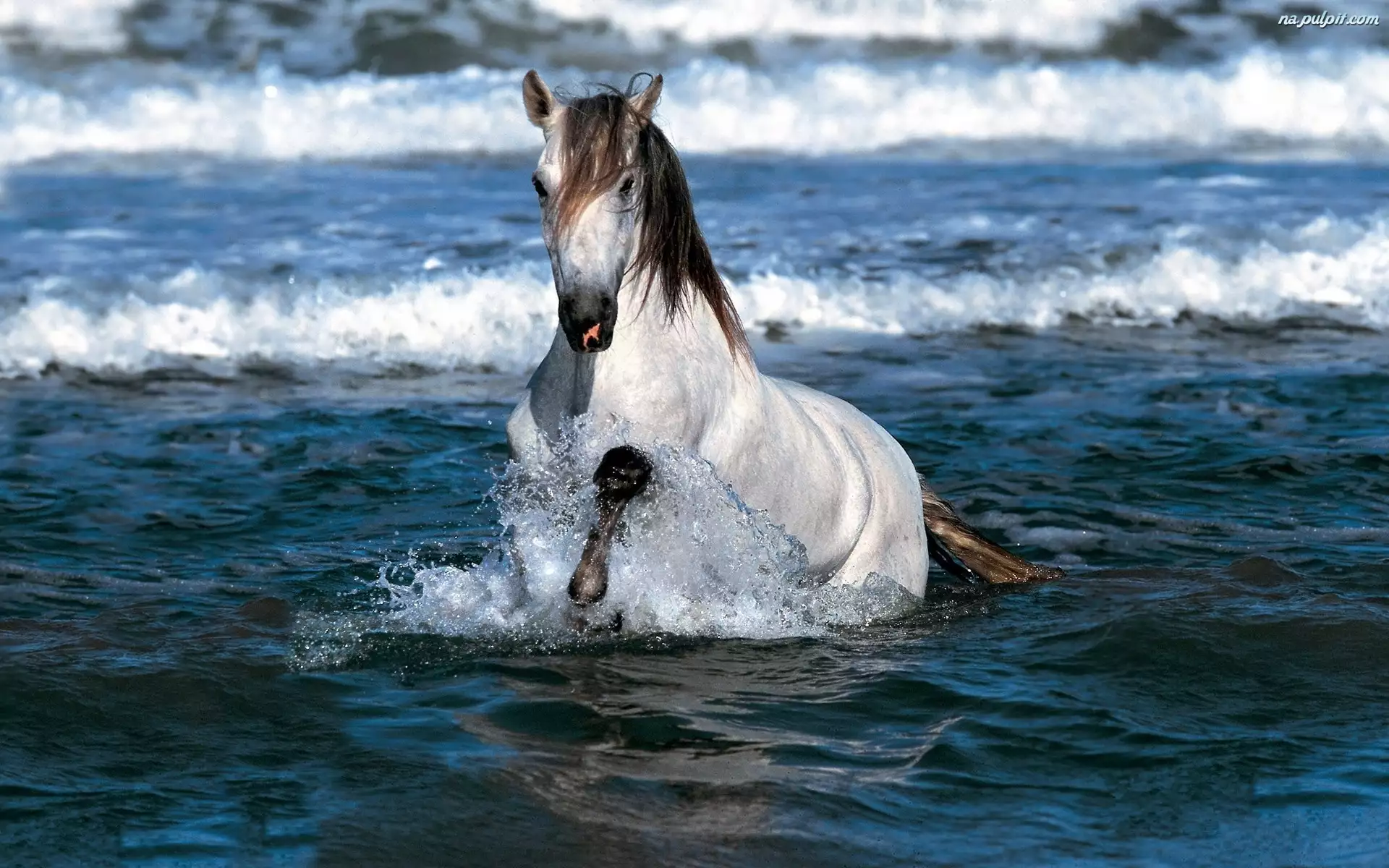 Morze, Biały, Koń