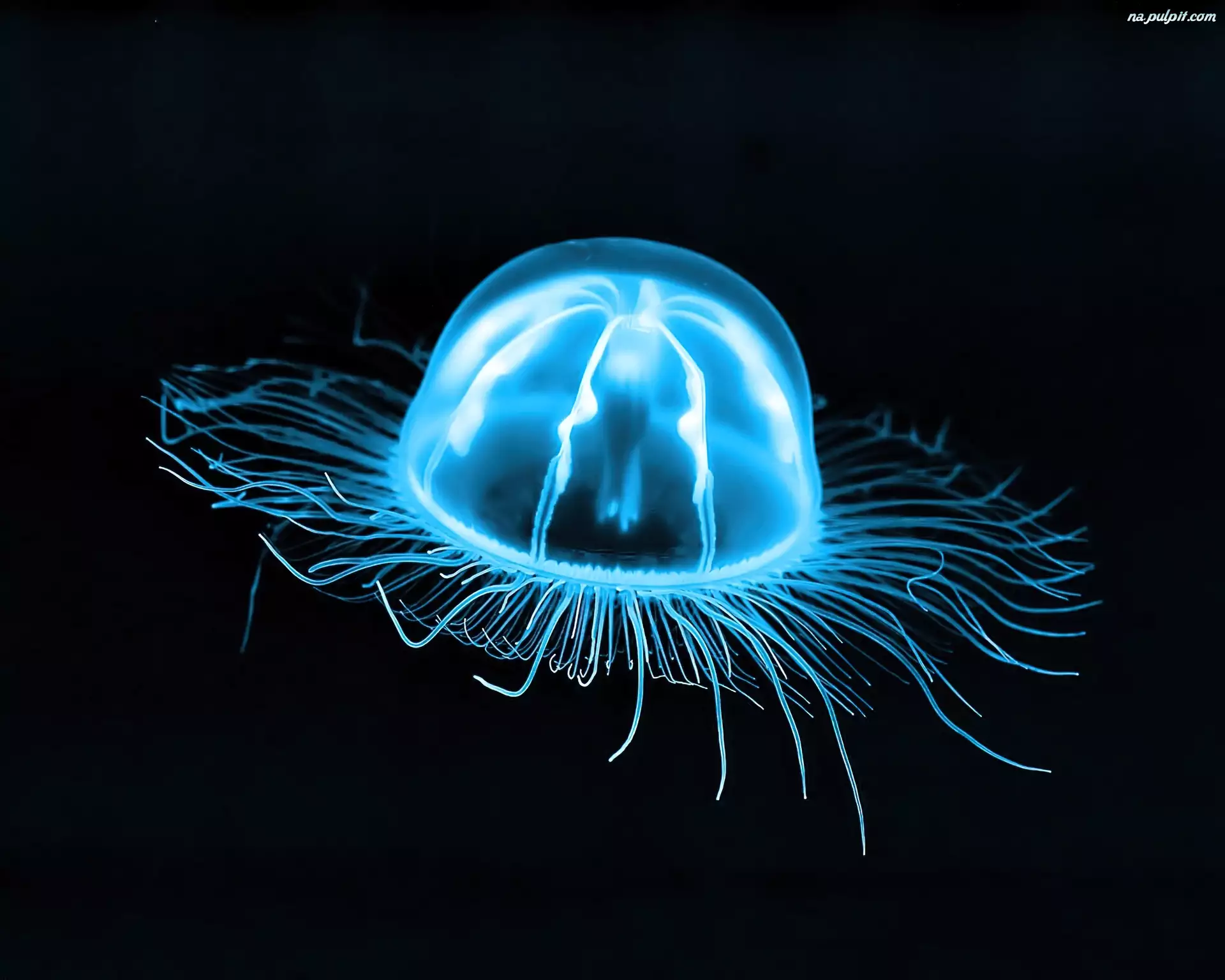 Meduza, Świecąca