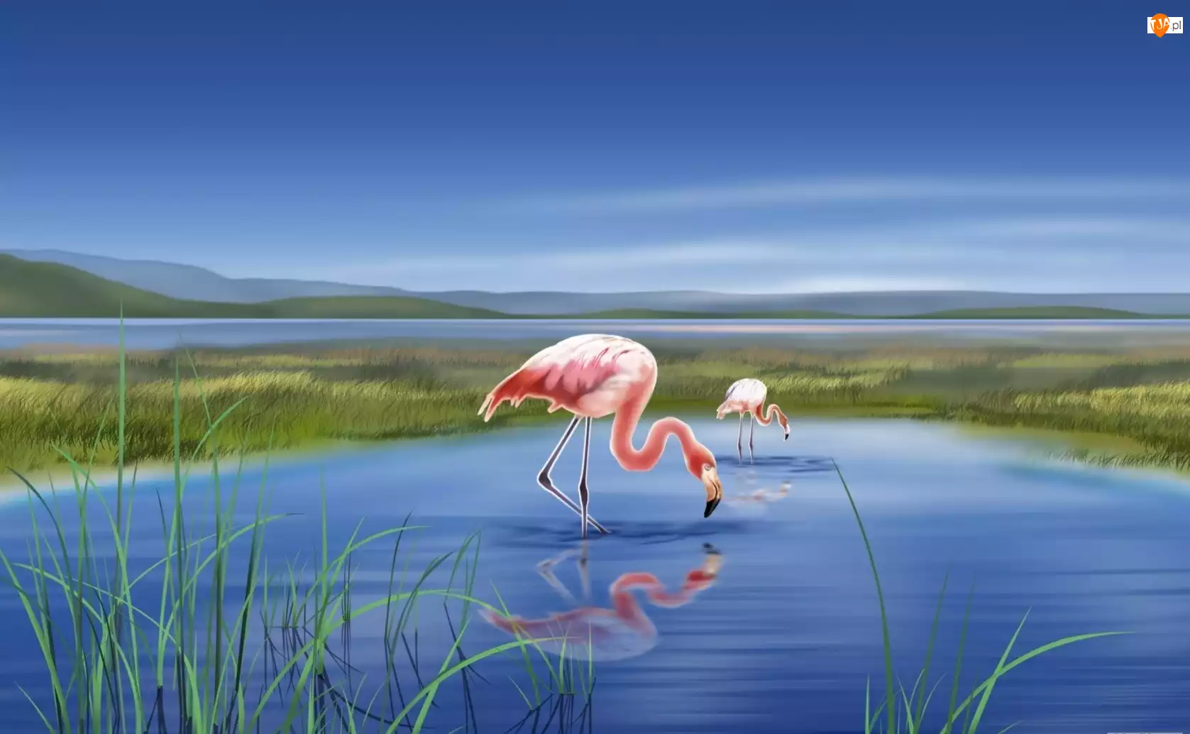 Jezioro, Grafika, Dwa, Flamingi