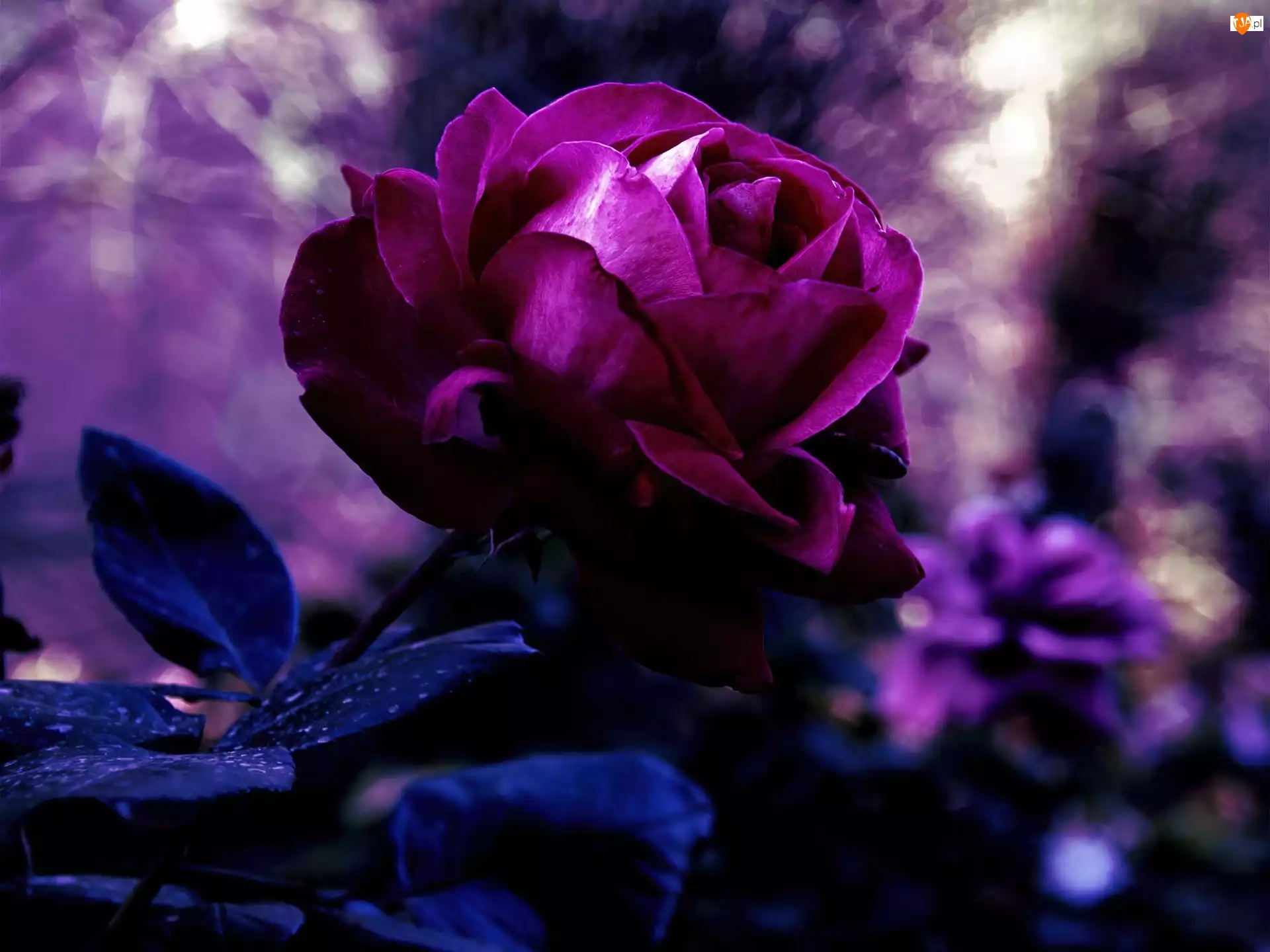 Róża, Piękna, Fioletowa