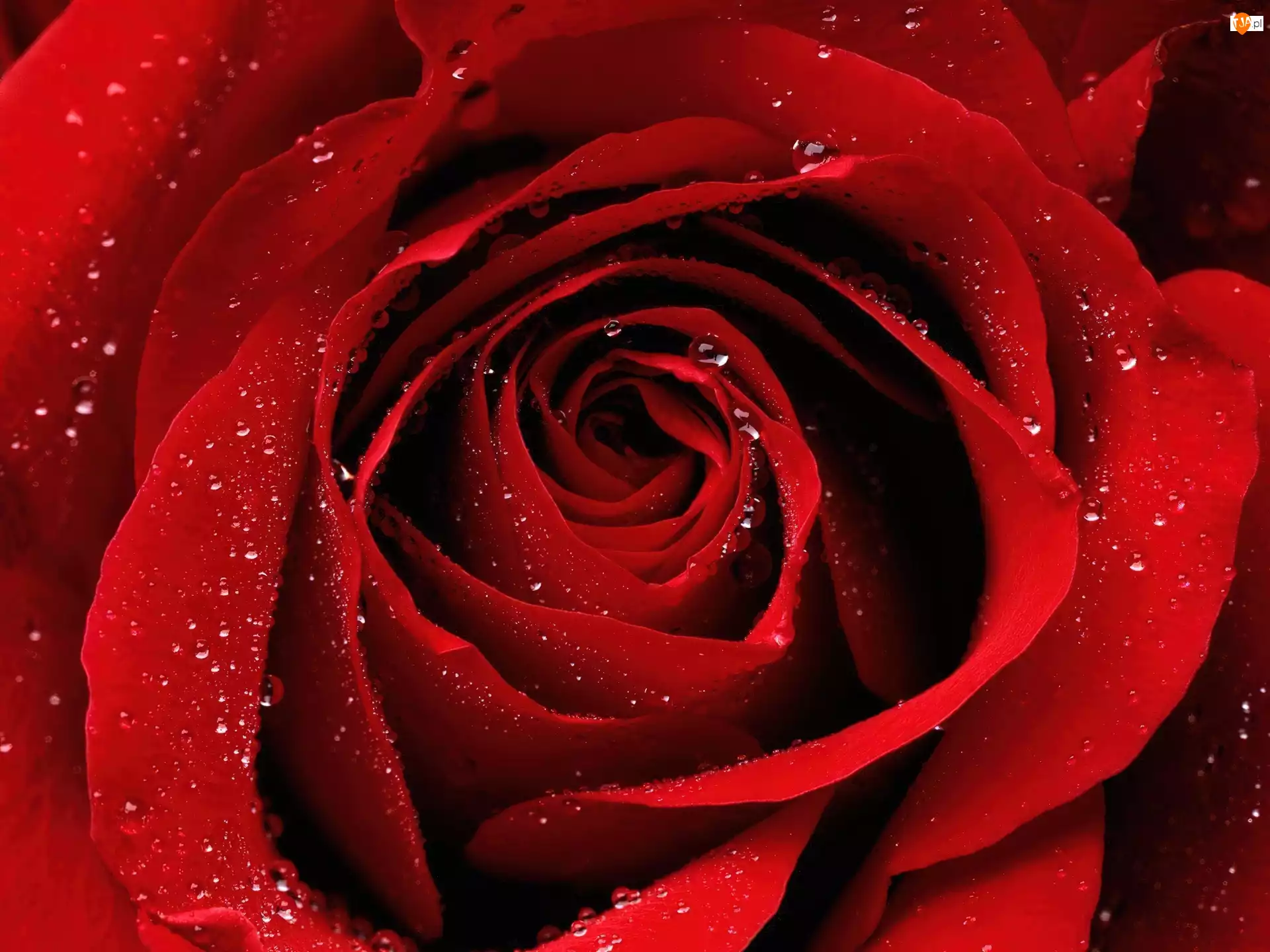 Róży, Czerwony, Kwiat