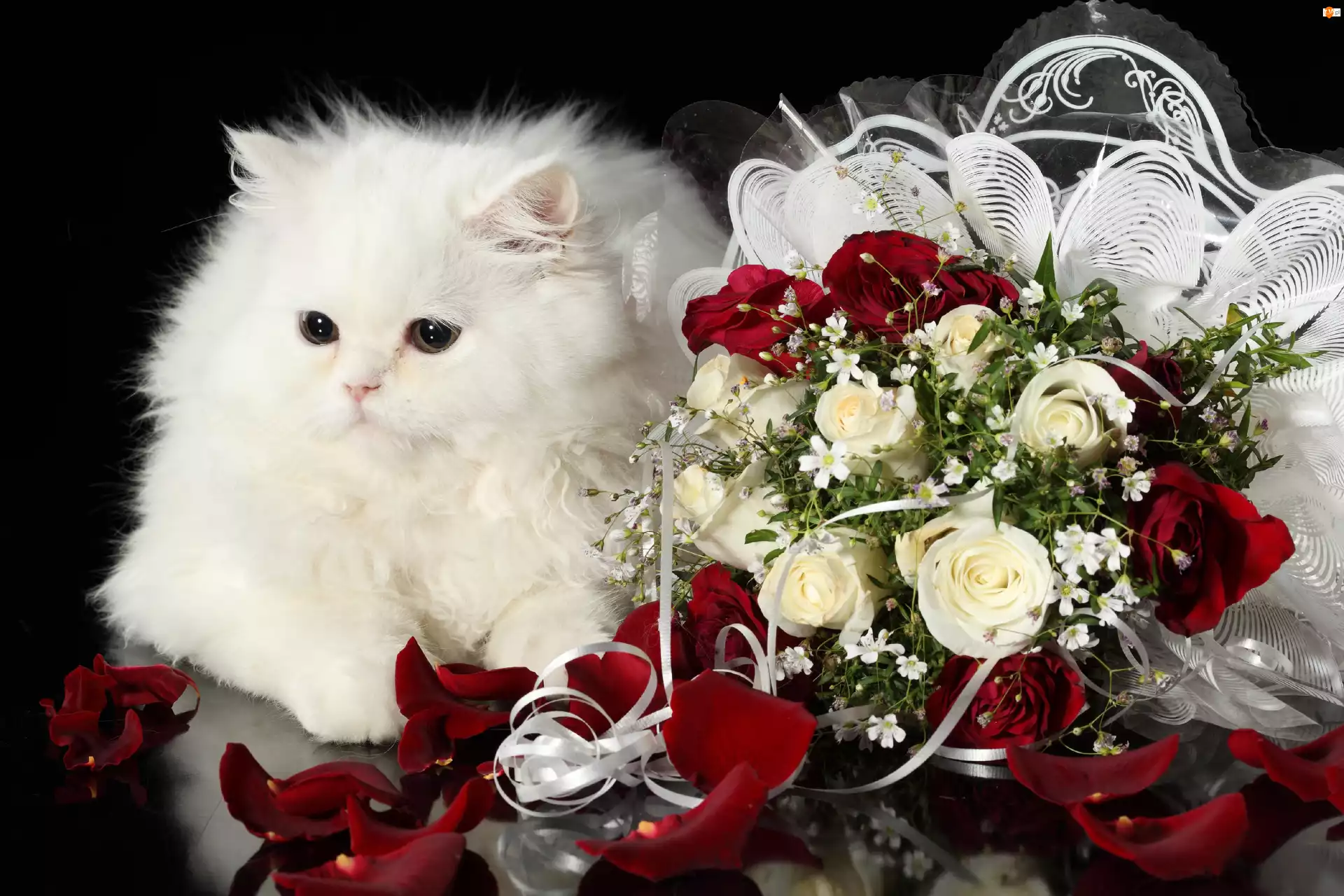 Róż, Biały, Kot. Wiązanka