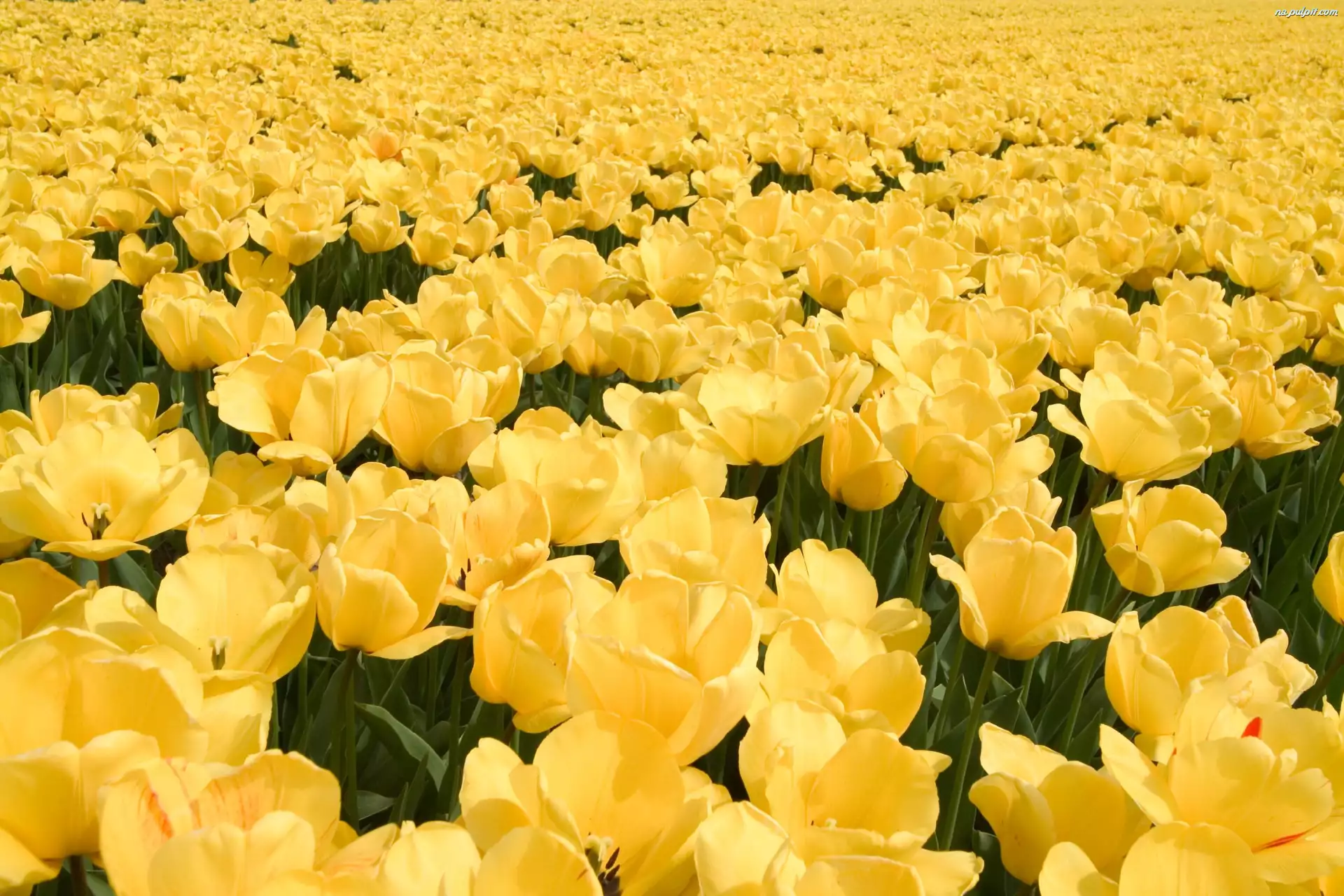 Tulipanów, Plantacja, Żółtych