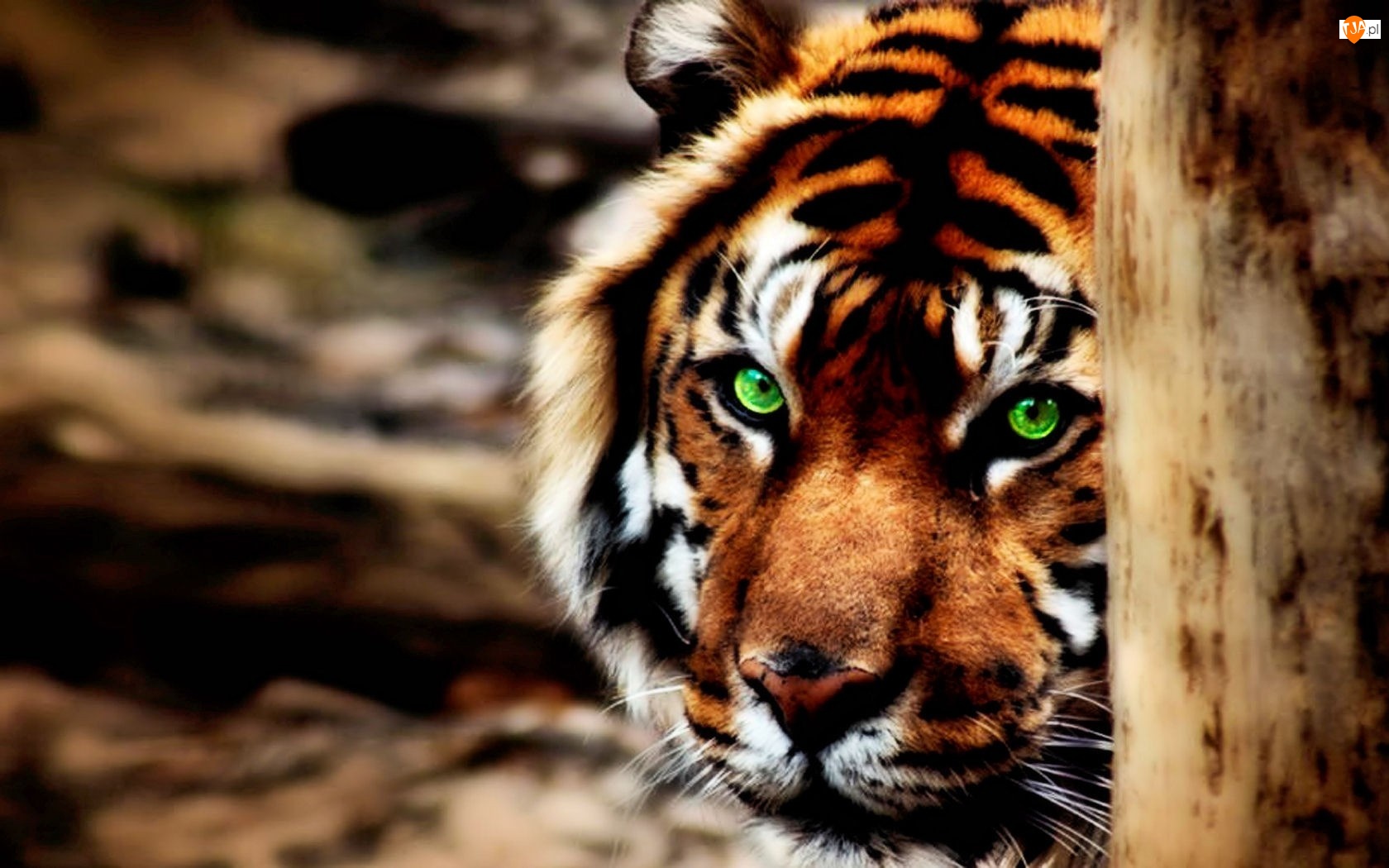 Oczy, Tygrys, Zielone