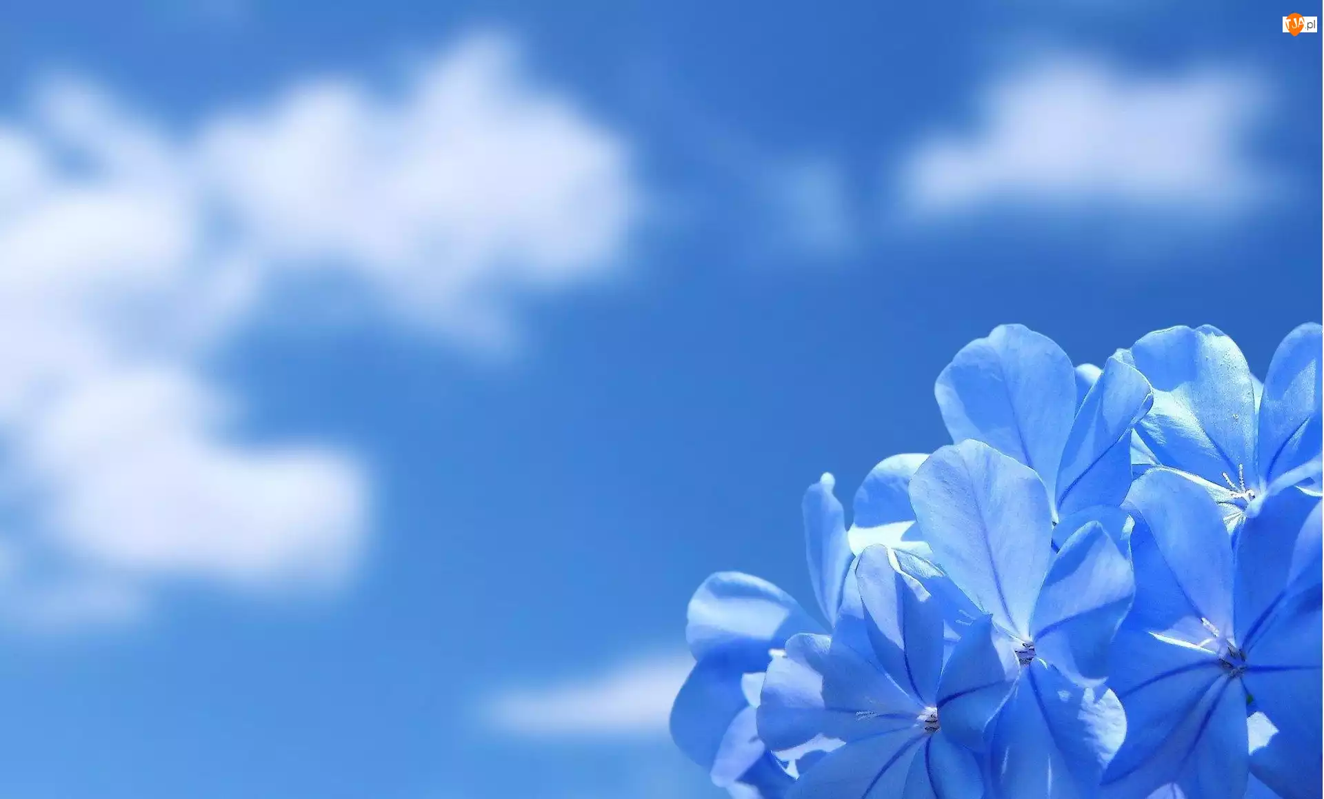 Kwiatki, Niebo, Niebieskie