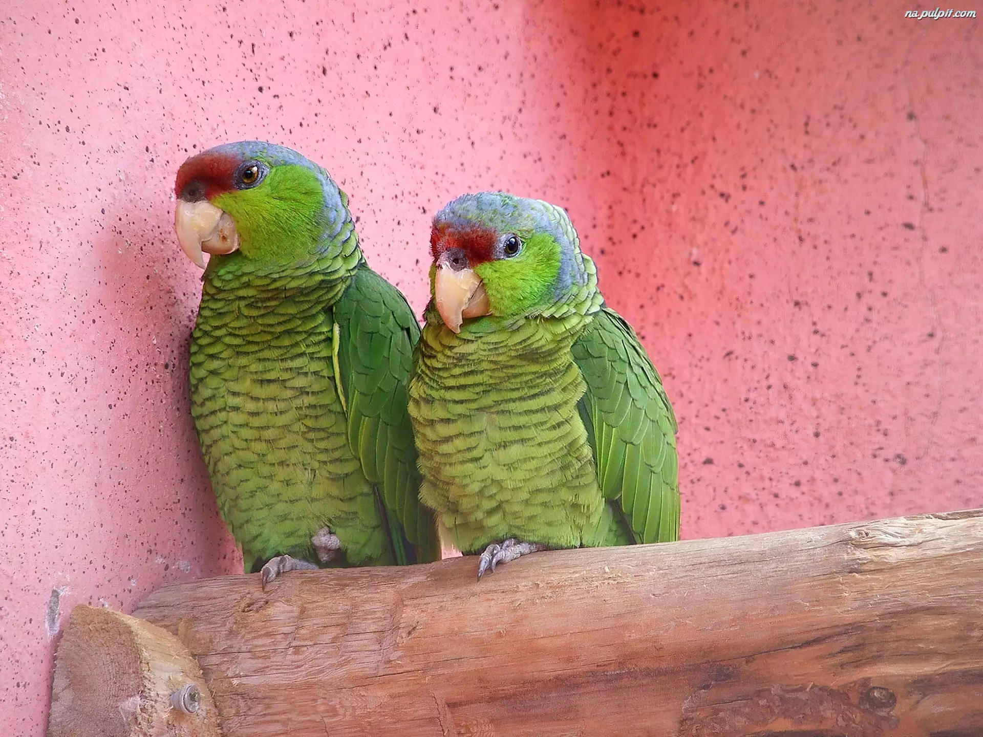 Papużki, Dwie, Zielone