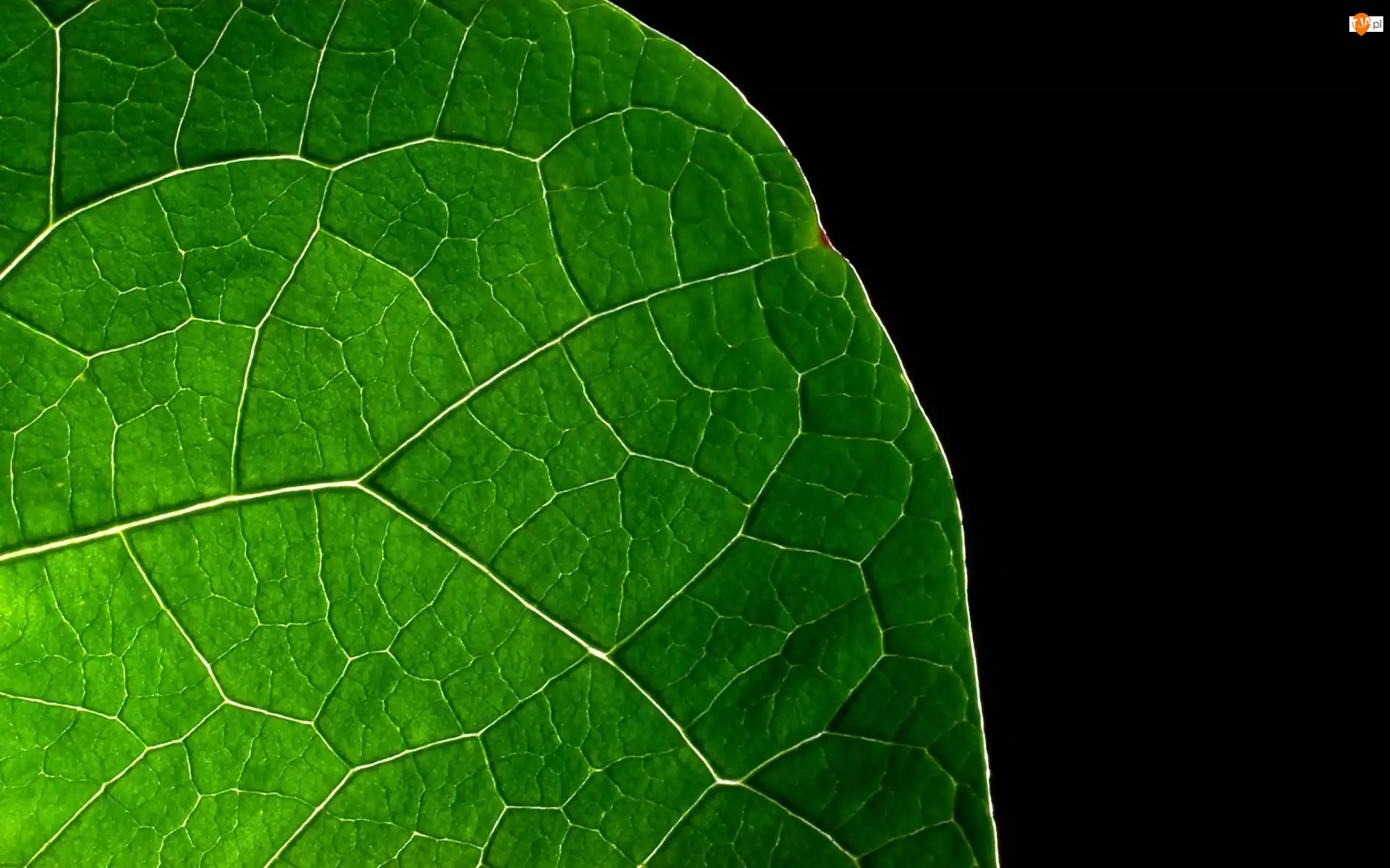 Liścia, Fragment, Zielonego
