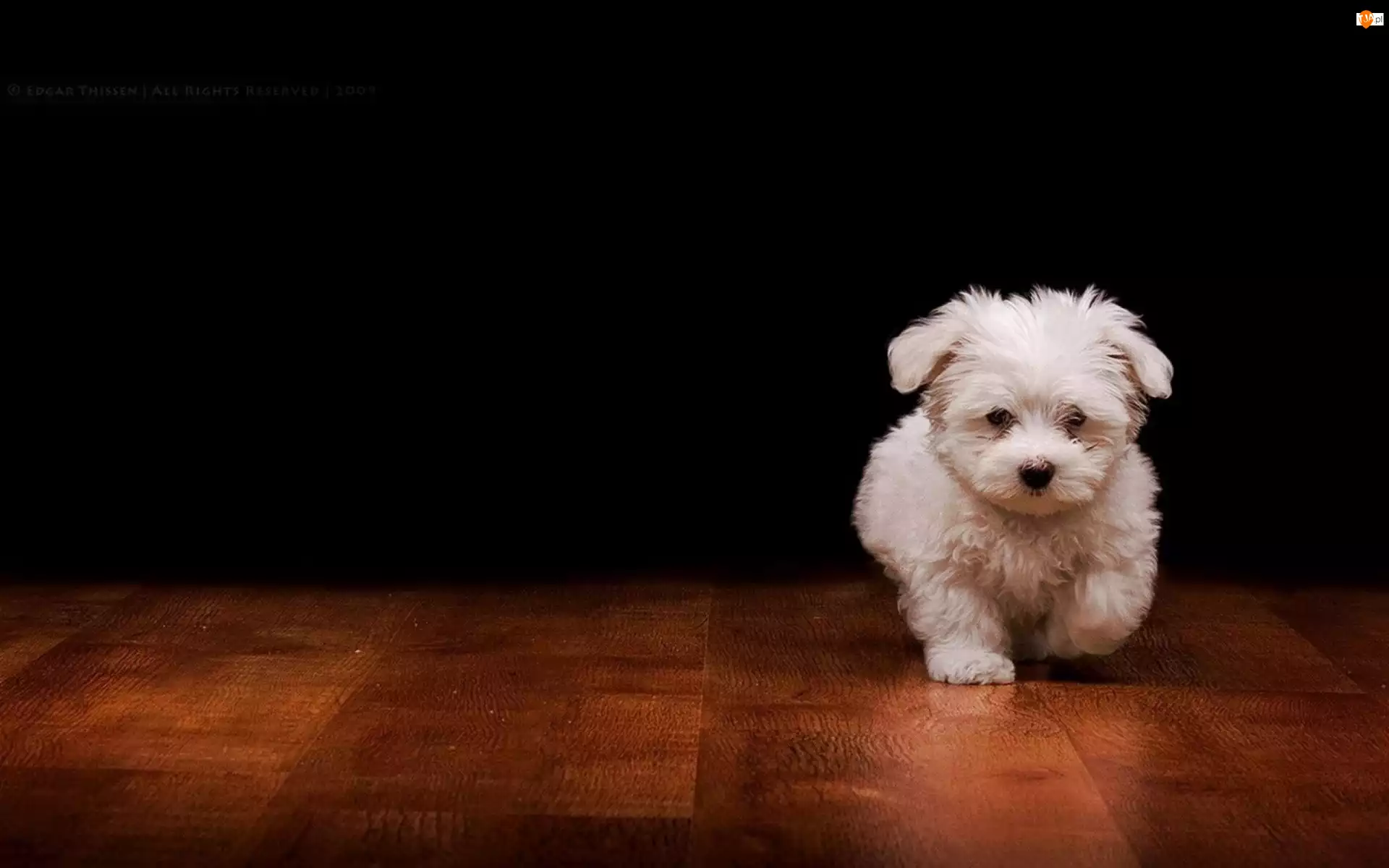 Podłoga, Biały, Pies