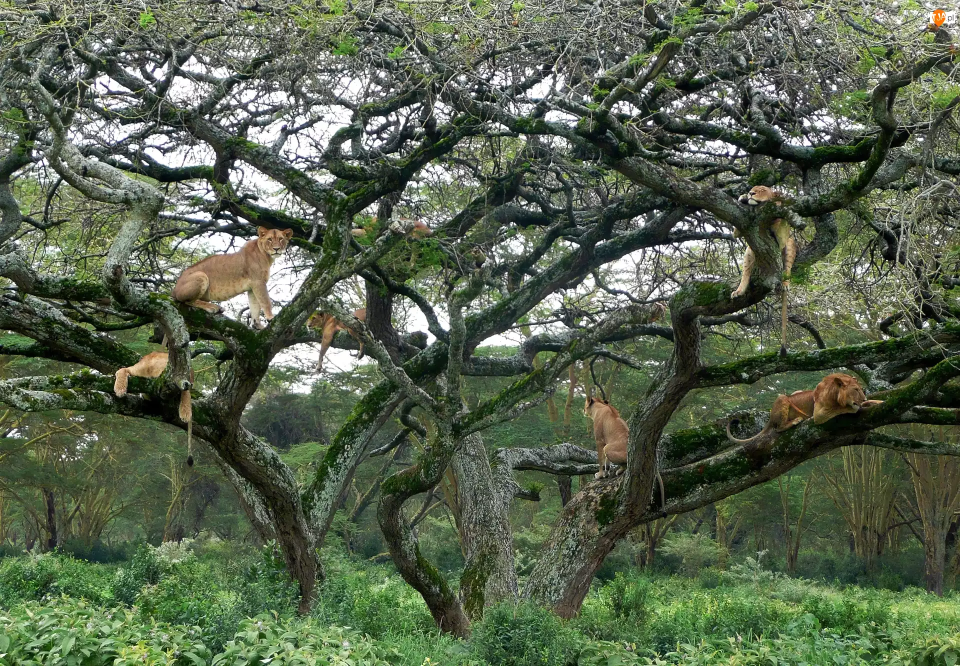 Kenia, Lwy, Drzewo