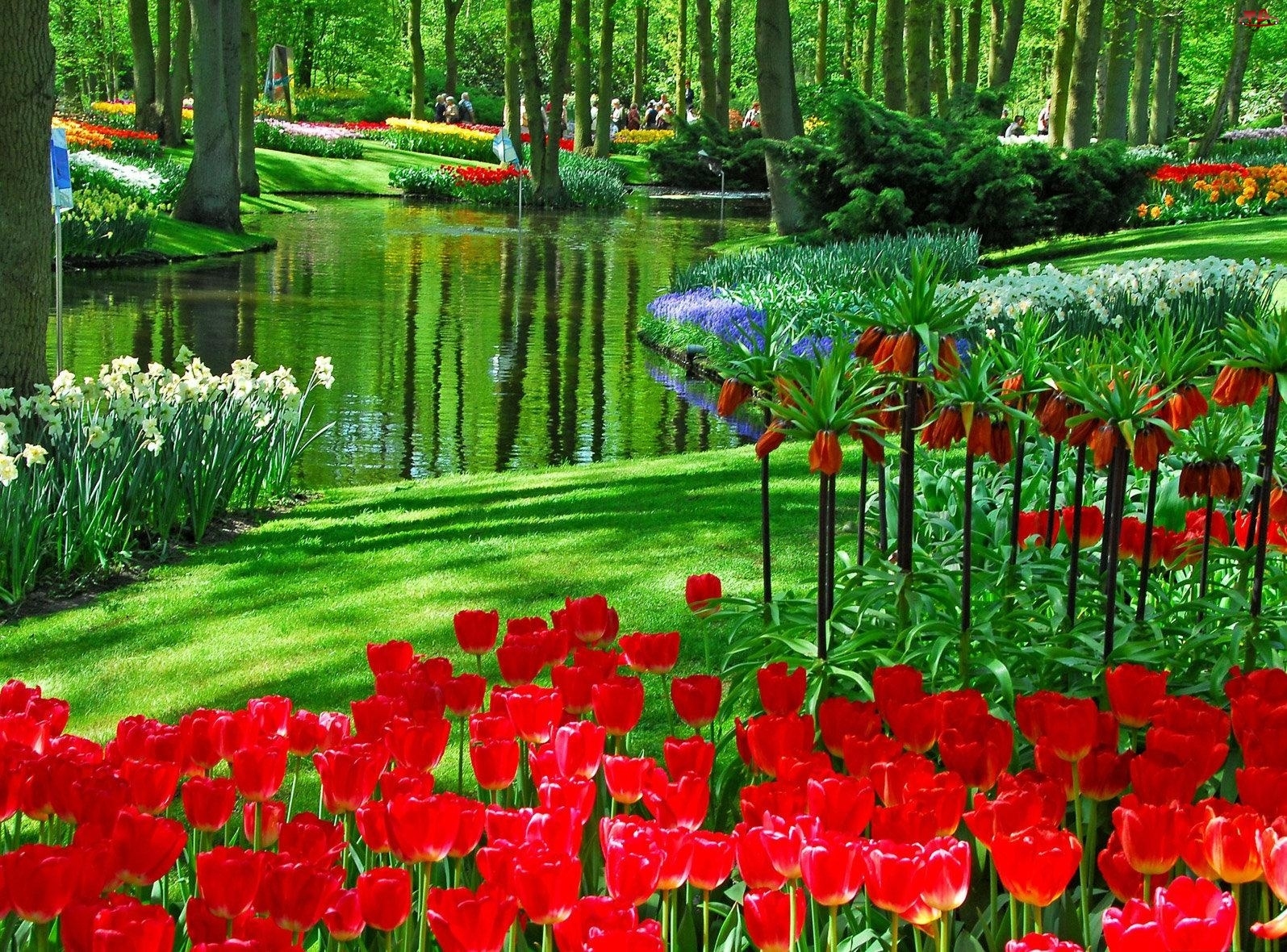 Holandia, Park, Kwiaty