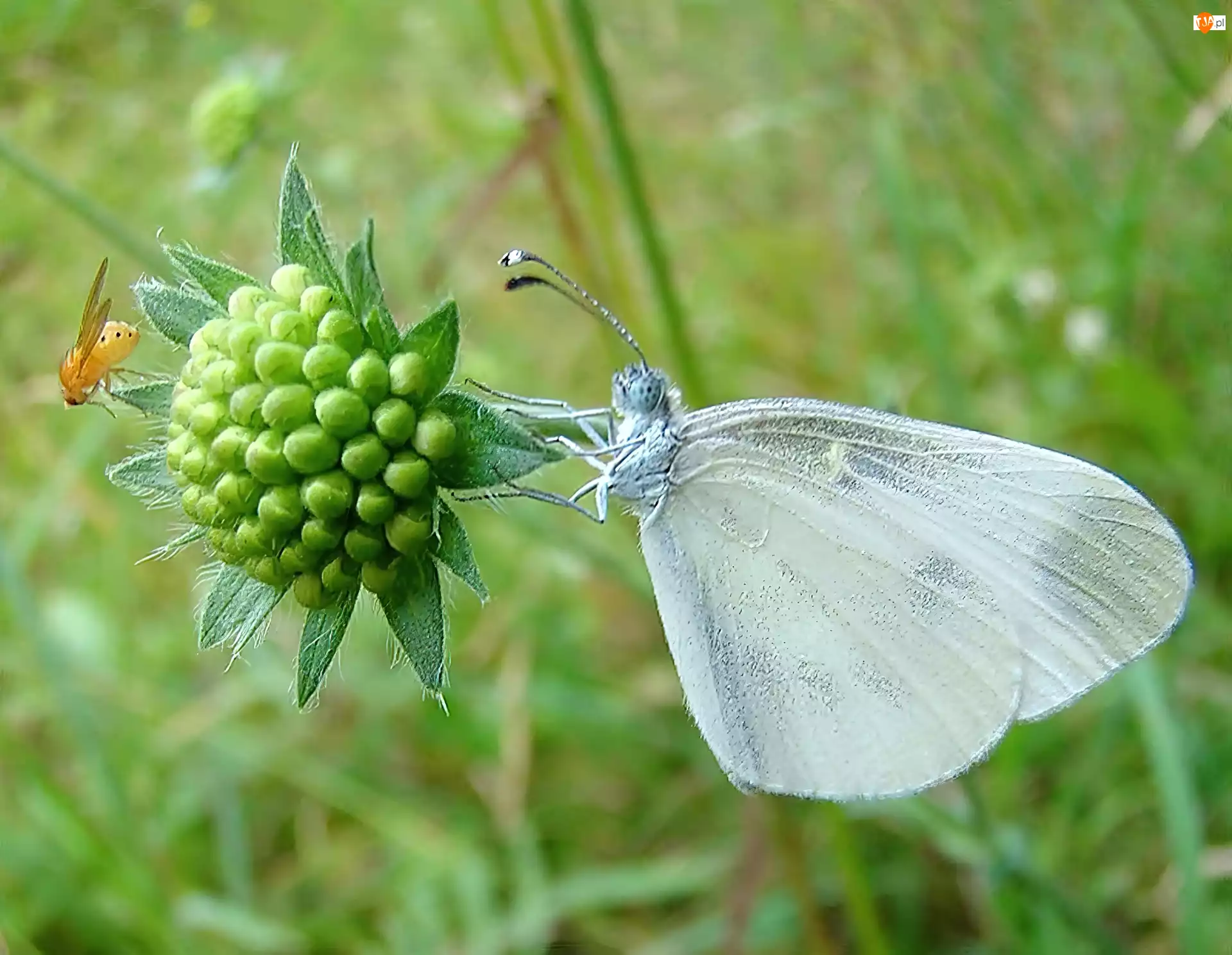 Biały, Motyl