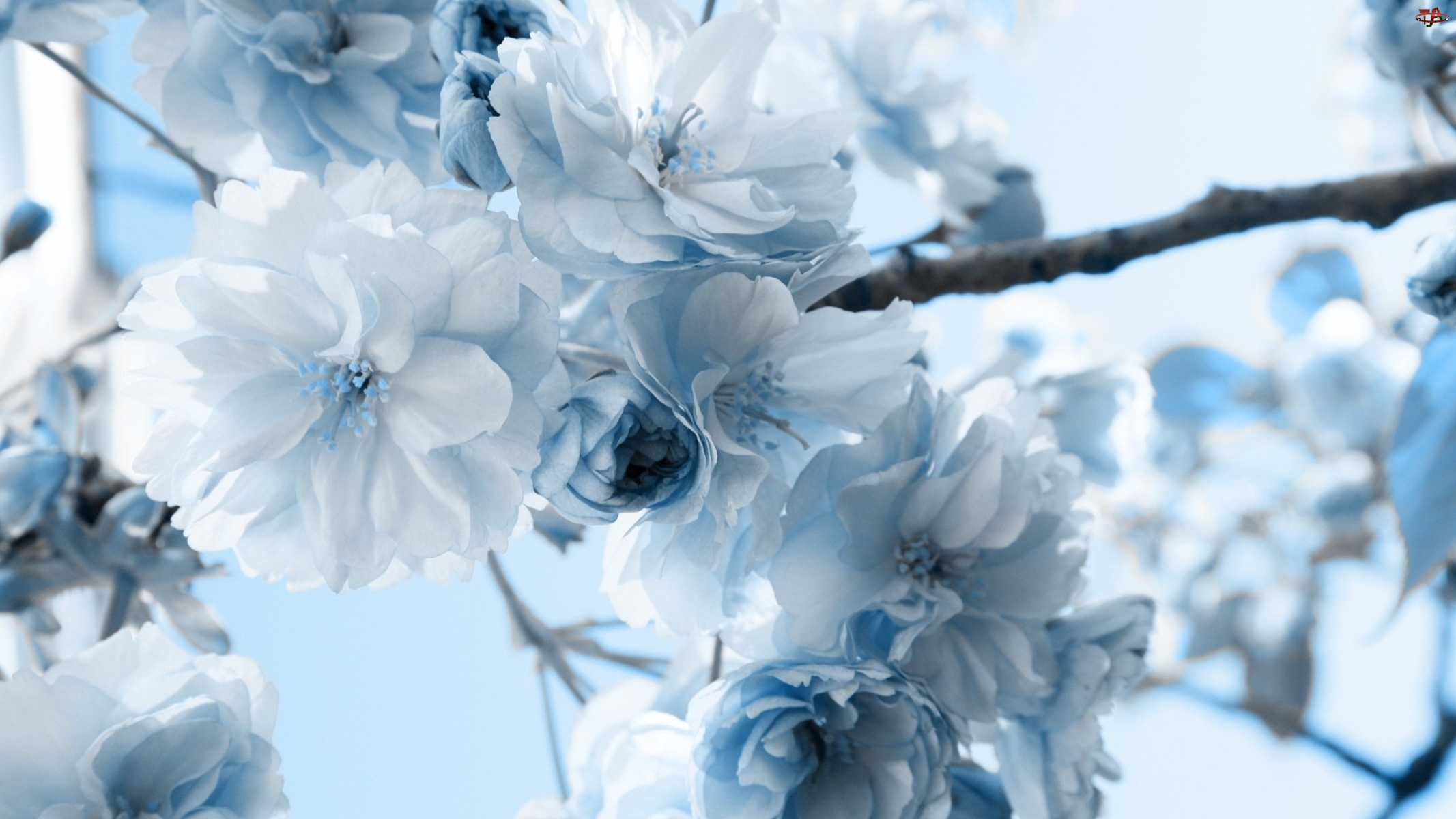 Kwiatuszki, Biało, Niebieskie