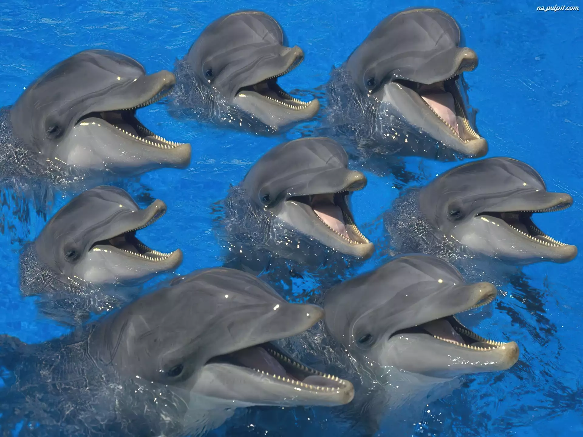 Woda, 0siem, Delfinów